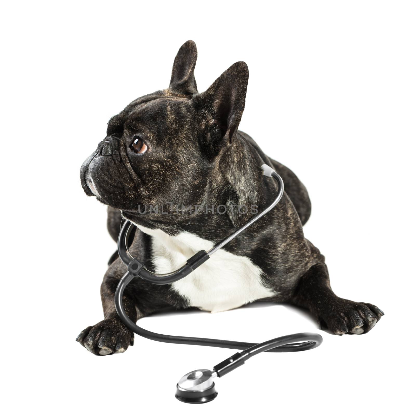 French bulldog with stethoscope on neck by MegaArt