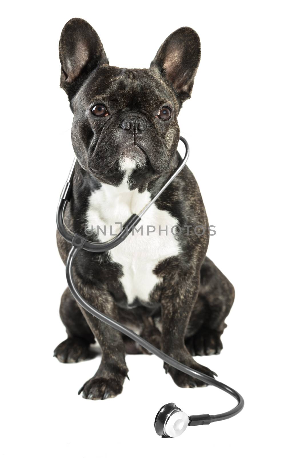 French bulldog with stethoscope on neck, white background