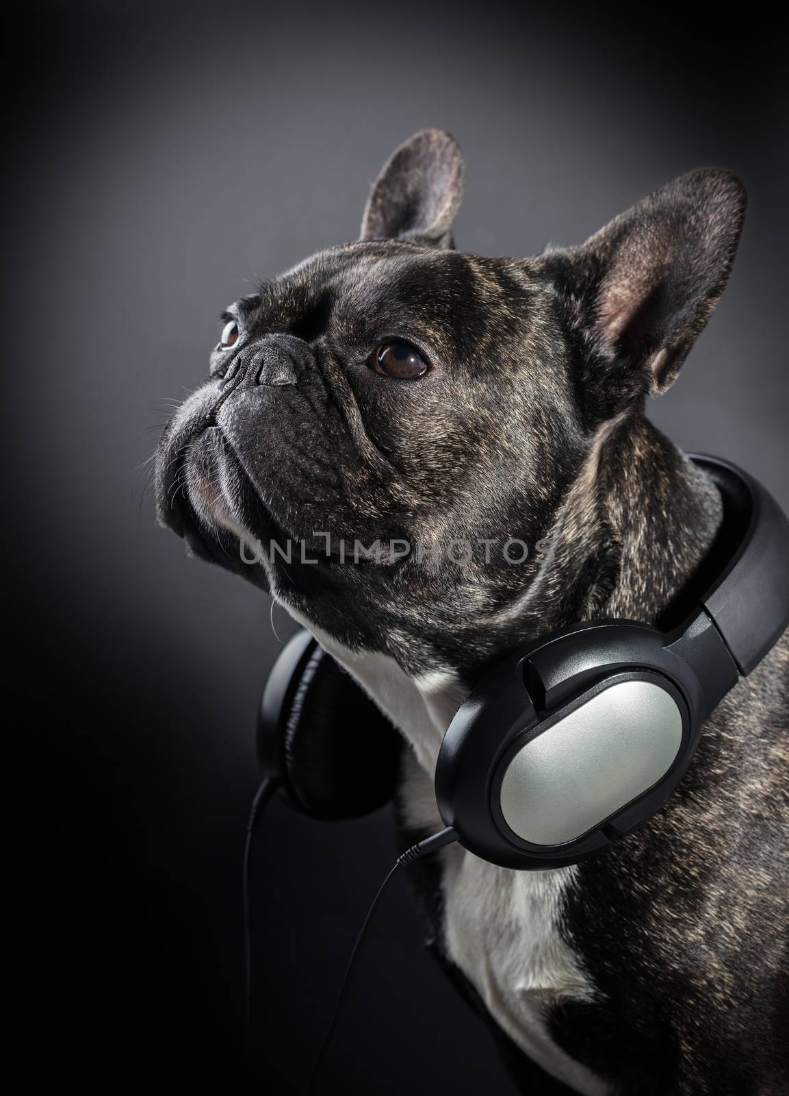French bulldog with headphones on the neck, black background