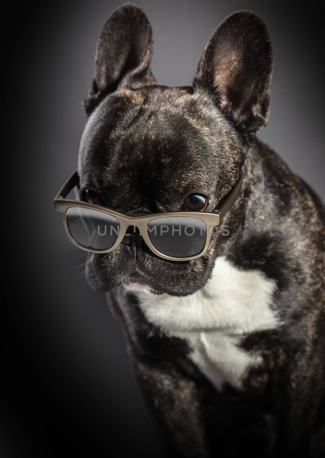 French bulldog with glasses  by MegaArt
