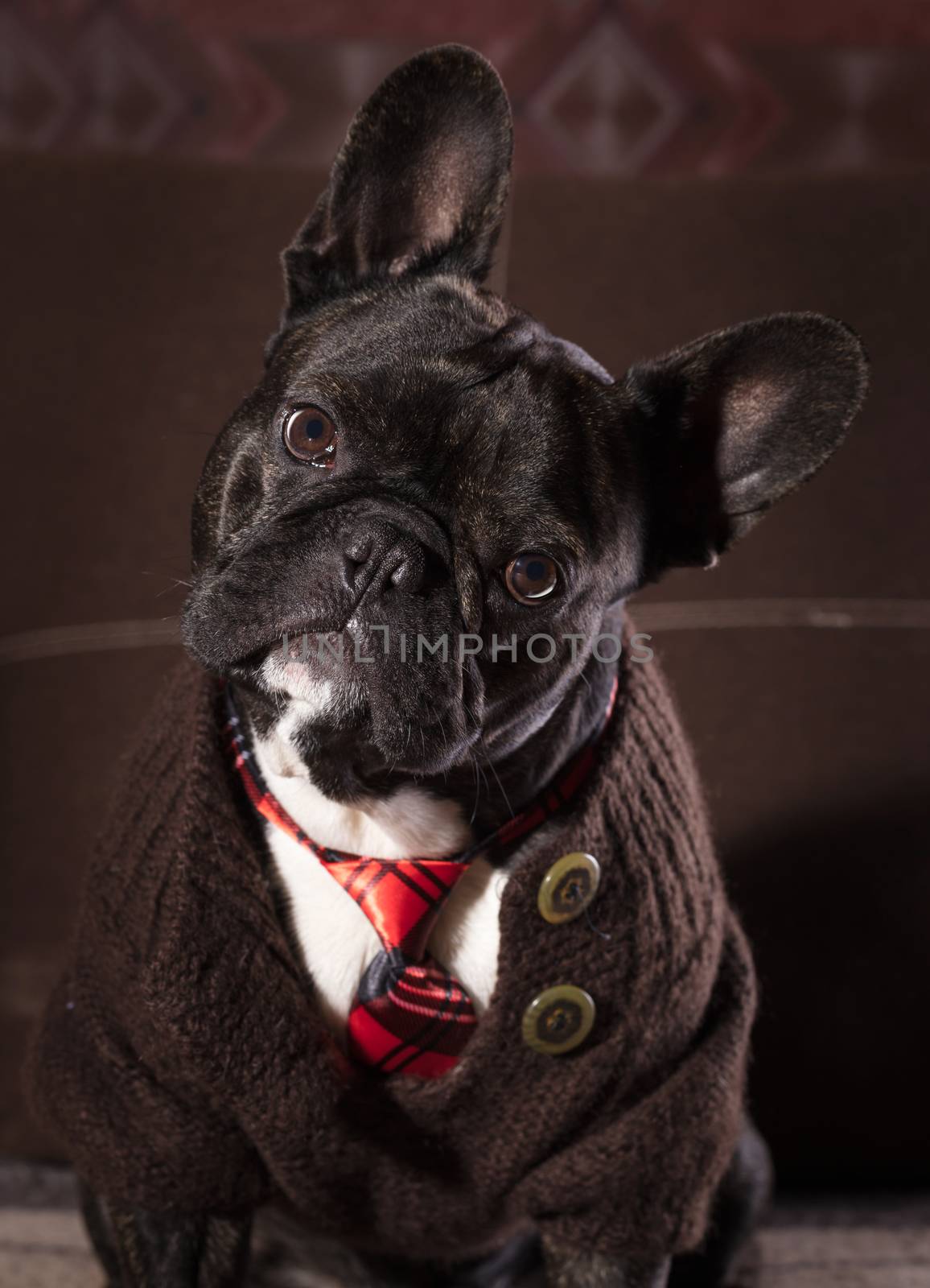 French bulldog dressed in sweater and tie portrait