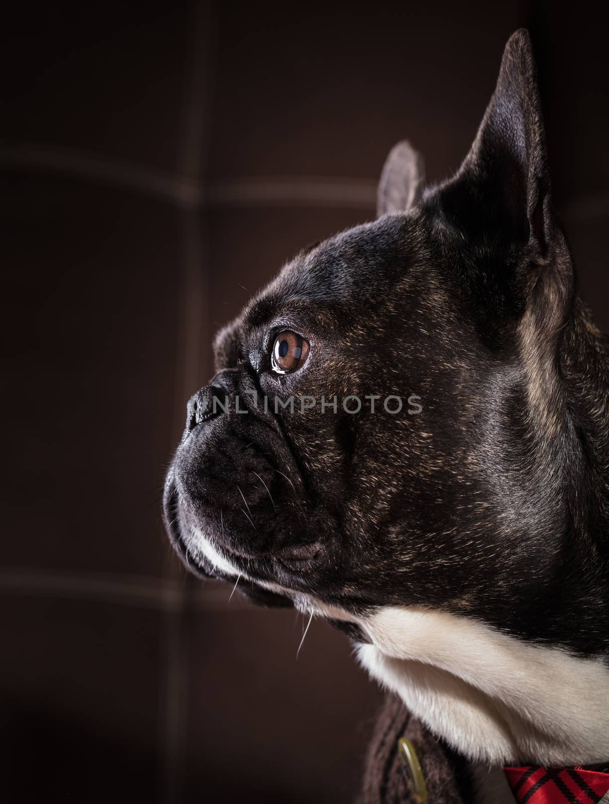 French bulldog portrait by MegaArt