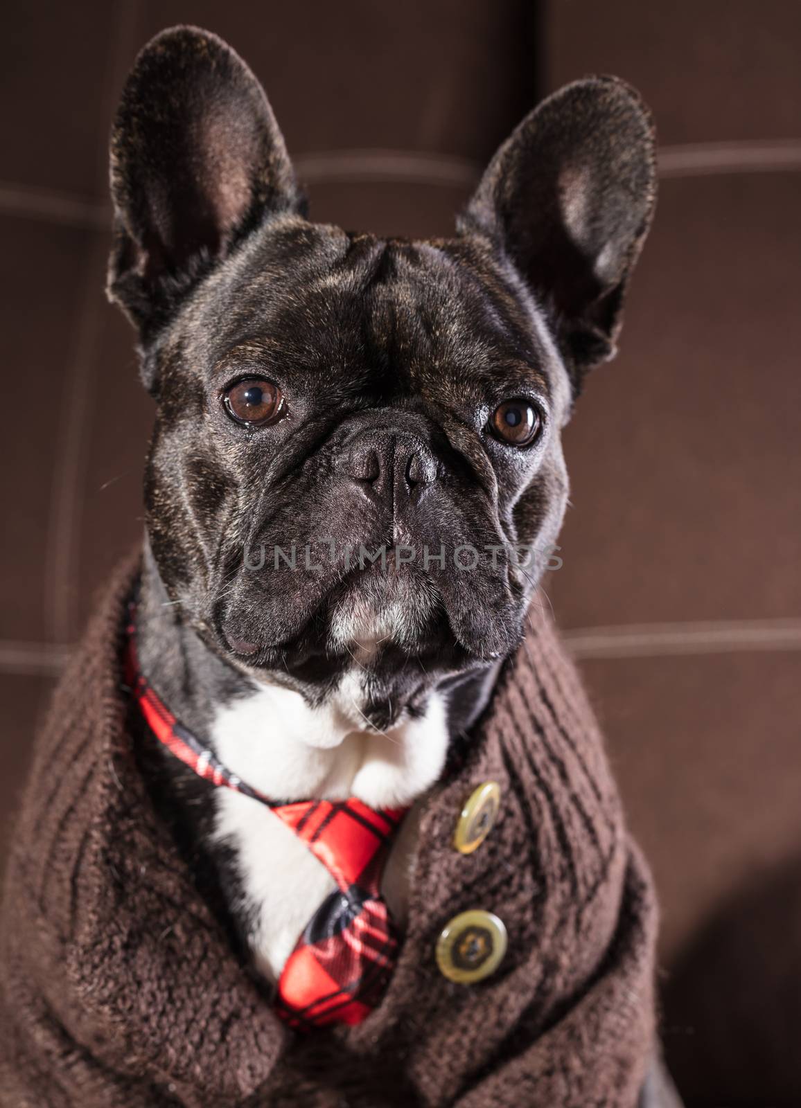 French bulldog dressed in sweater and tie portrait