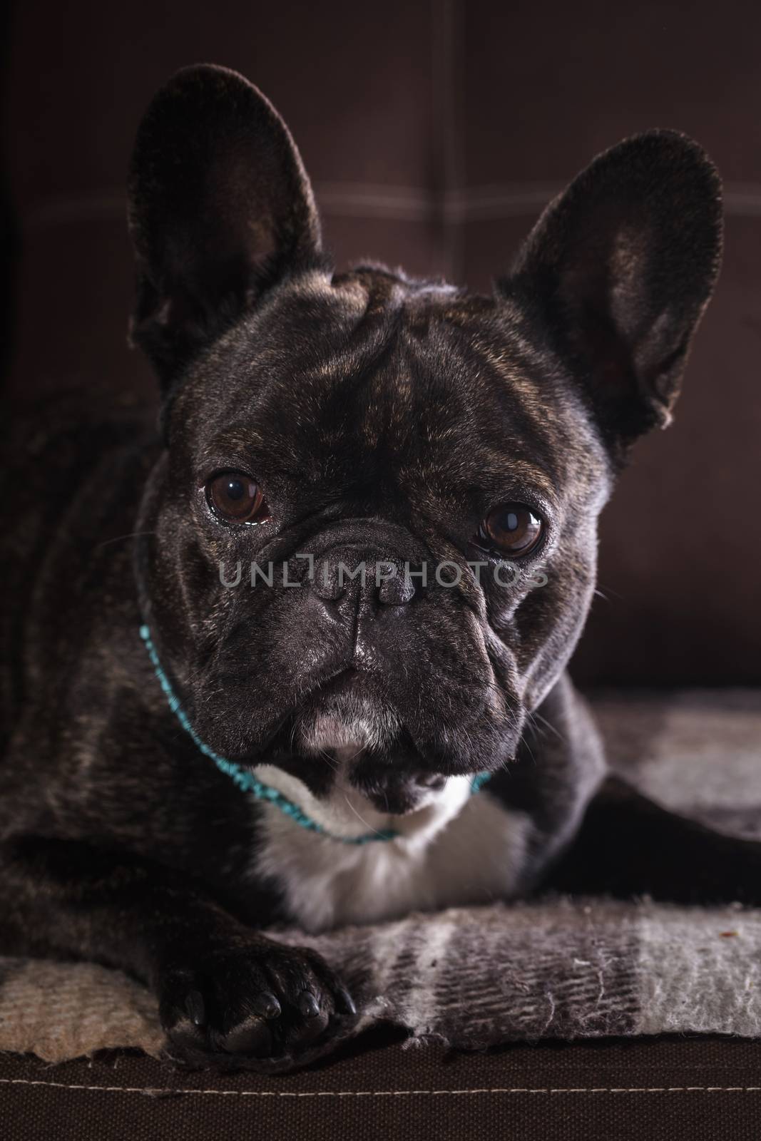 Portrait of a French bulldog lying on the couch