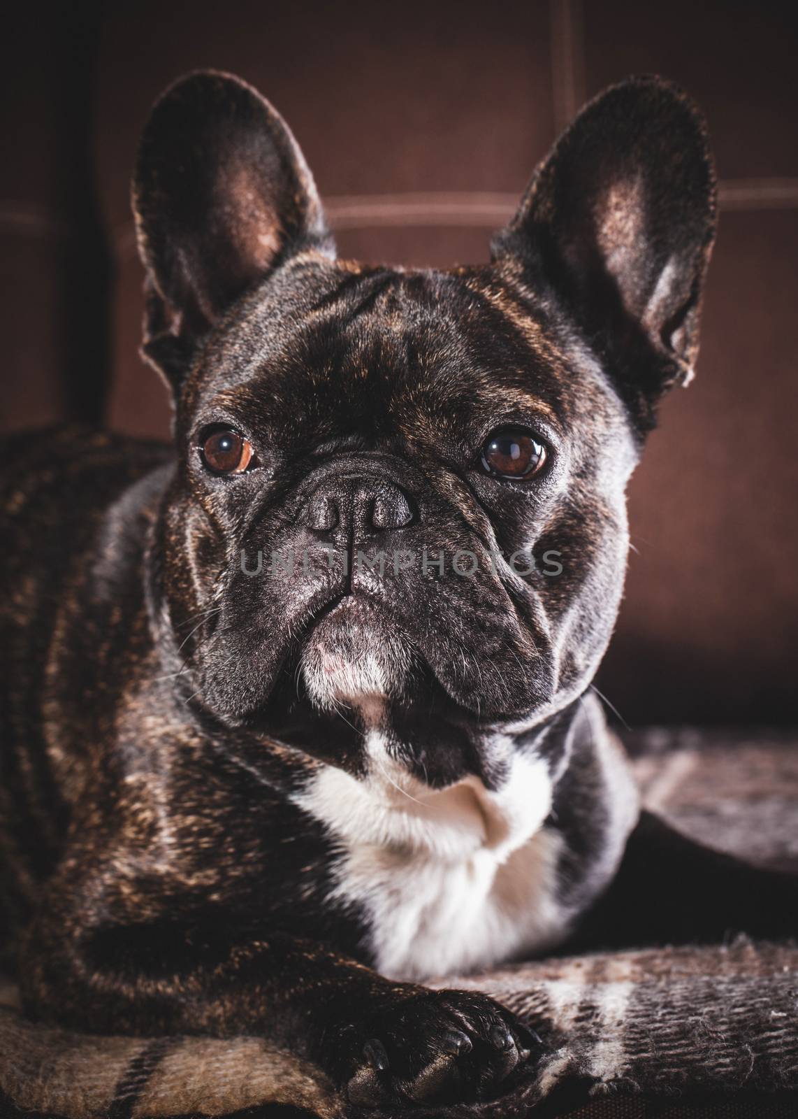 Portrait of a French bulldog lying on the couch