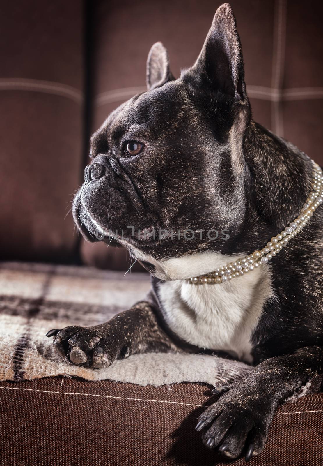 Portrait of a French bulldog lying on the couch