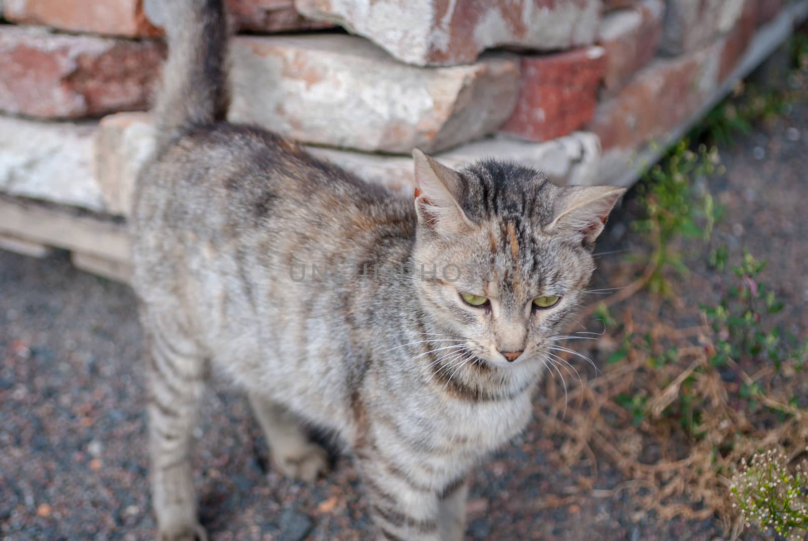 striped cat on the street, street cat by uvisni