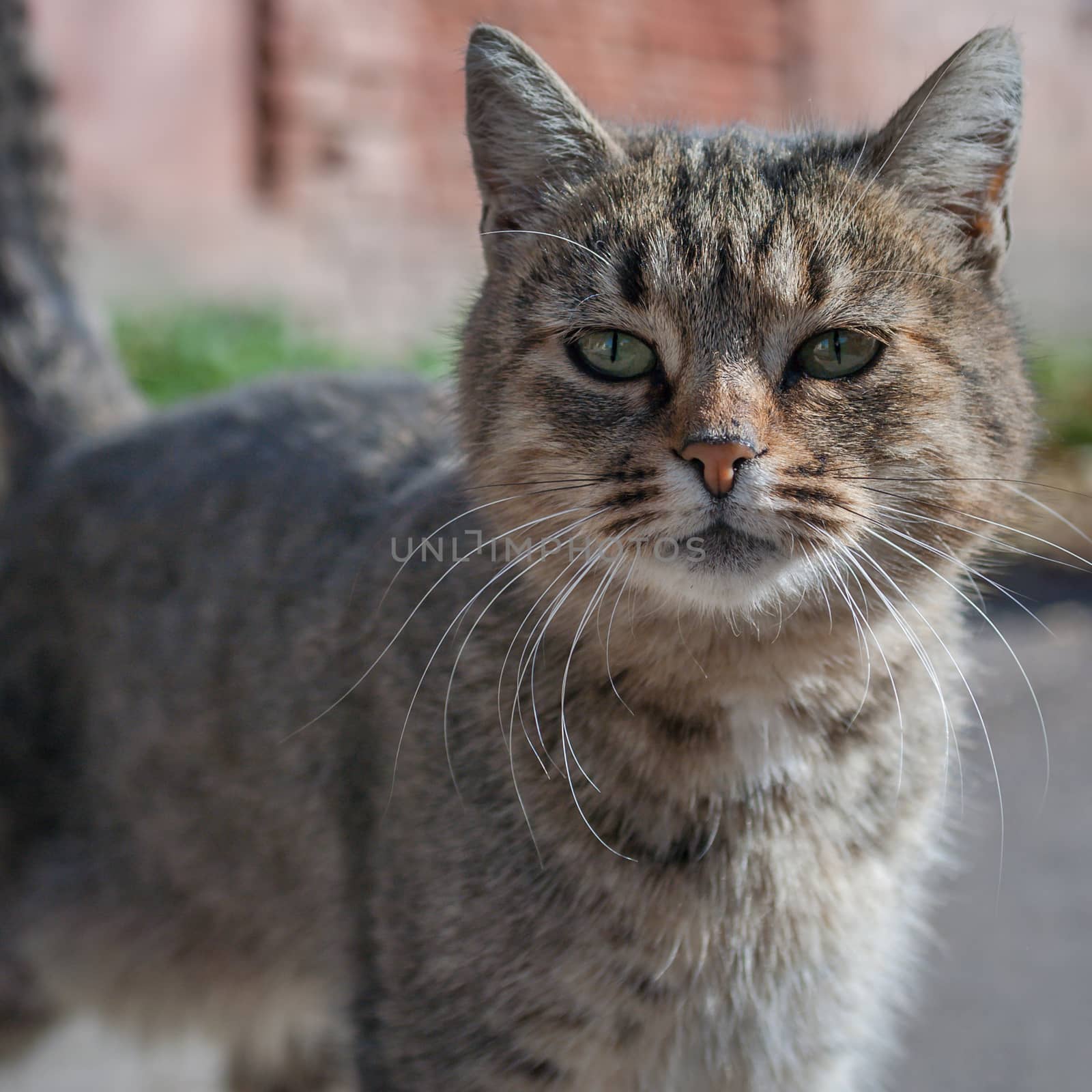 striped cat on the street, street cat by uvisni