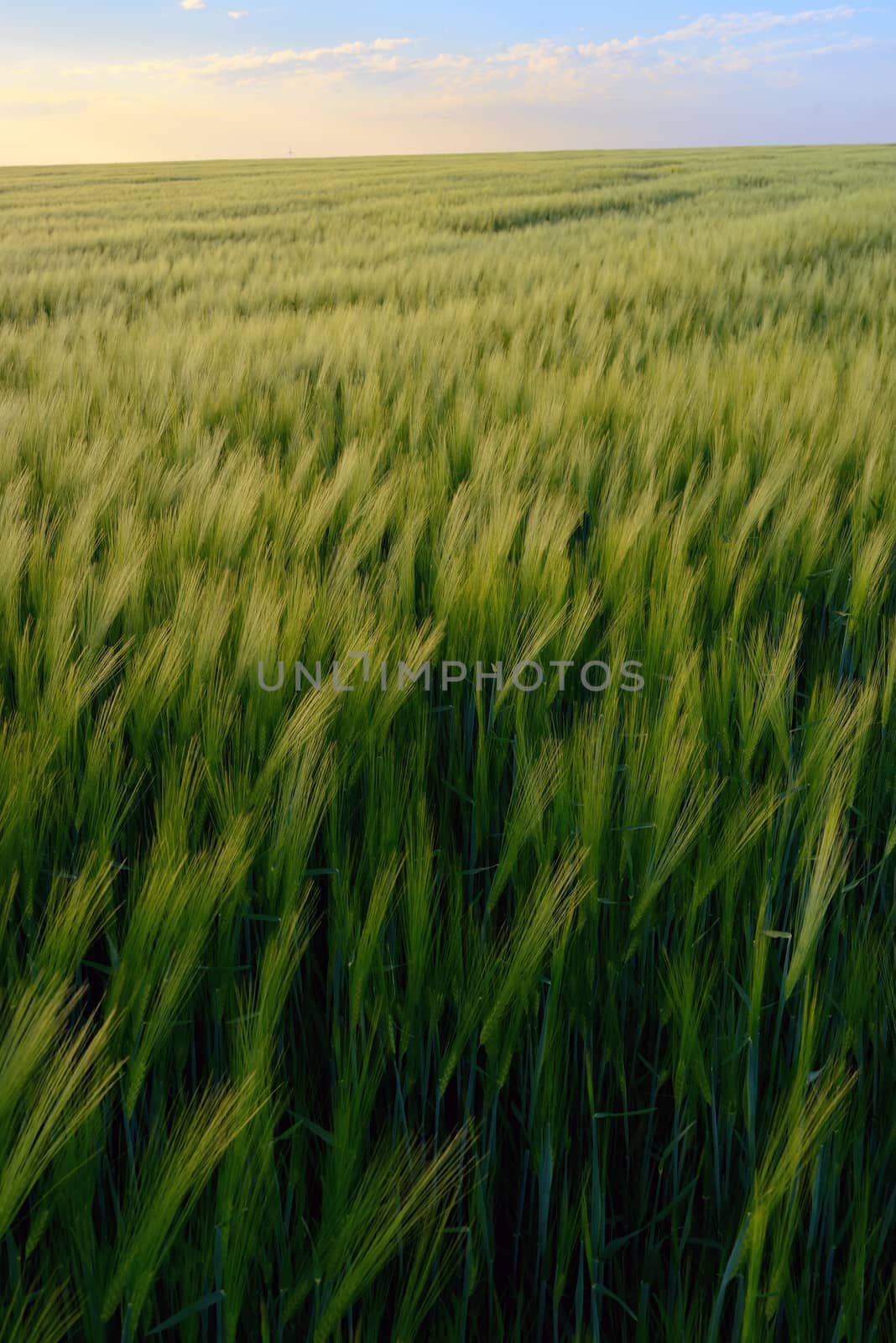Sunset over green rye field by mady70