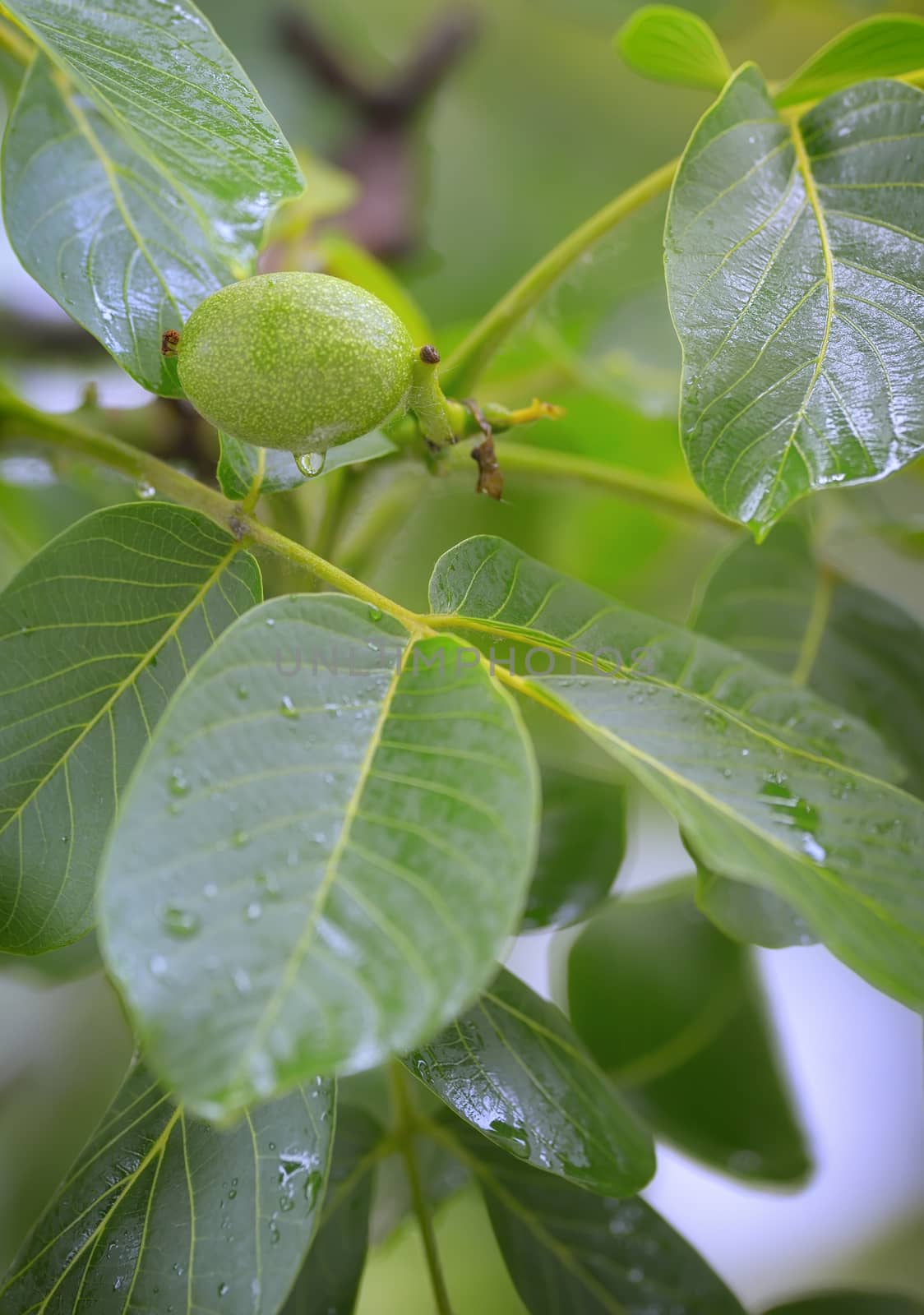 Unripe walnut and walnut tree (Juglans regia)  by mady70