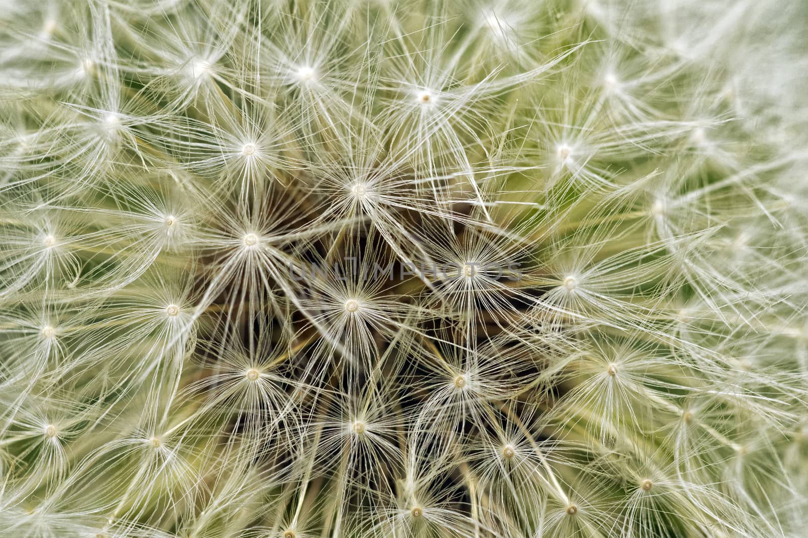 Delicate background of white soft and fluffy seeds of the dandelion flower