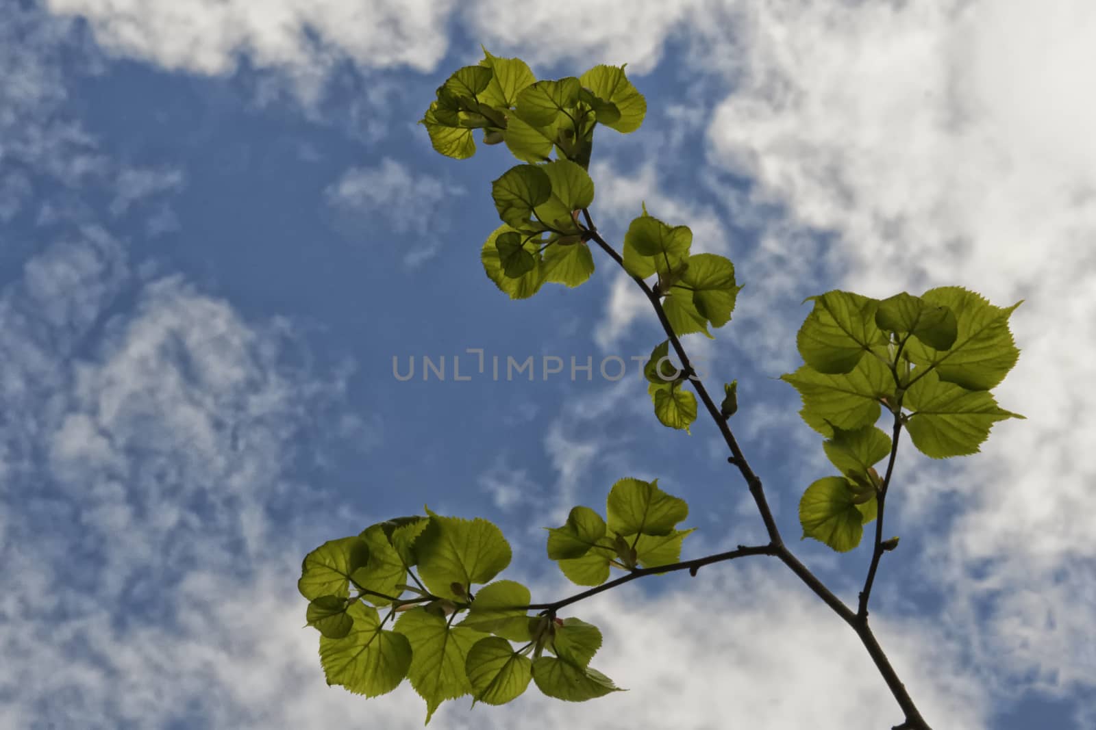 Branch of linden tree against the blue sky