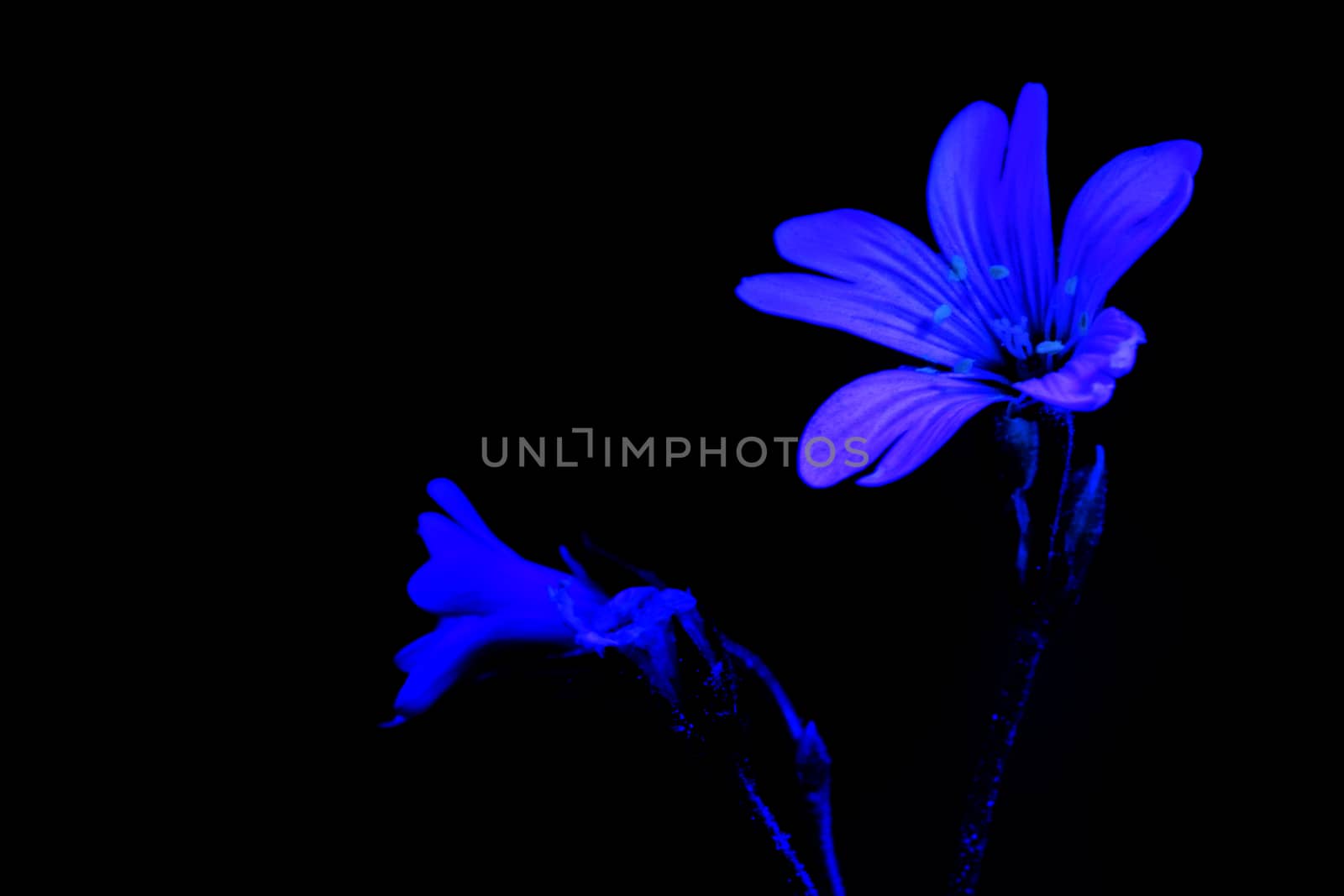 White flower by ultraviolet (UV) light