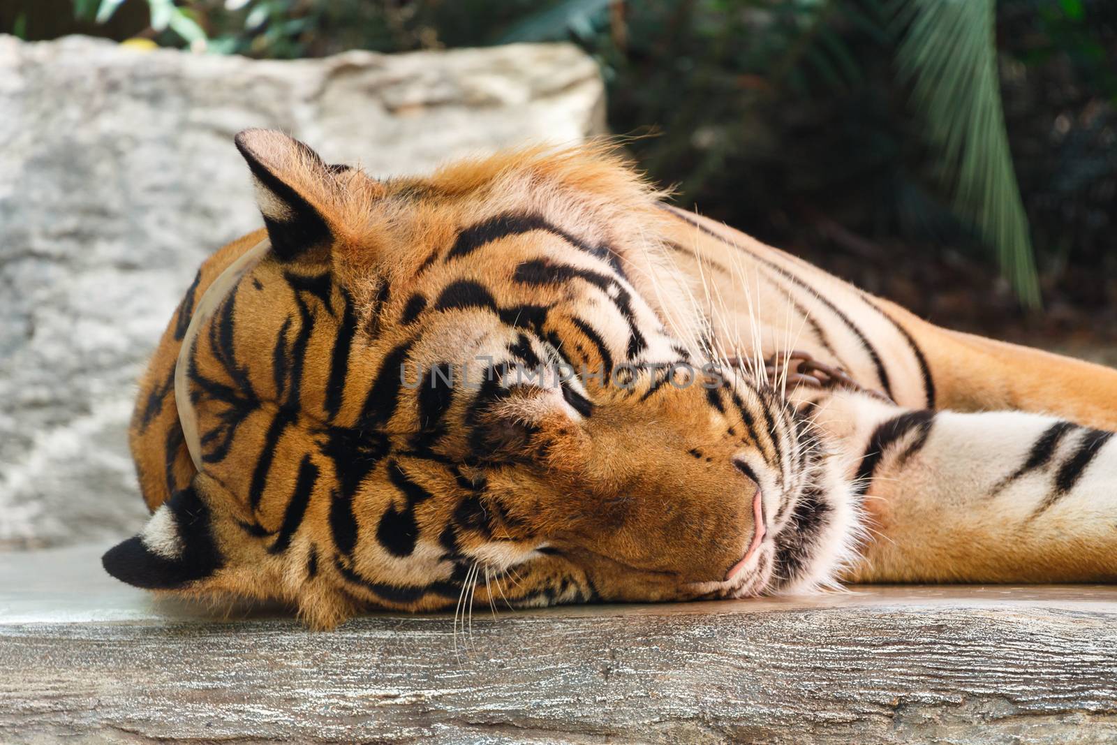 Bengal tiger ( Panthera tigris tigris ) is sleeping at Thailand .