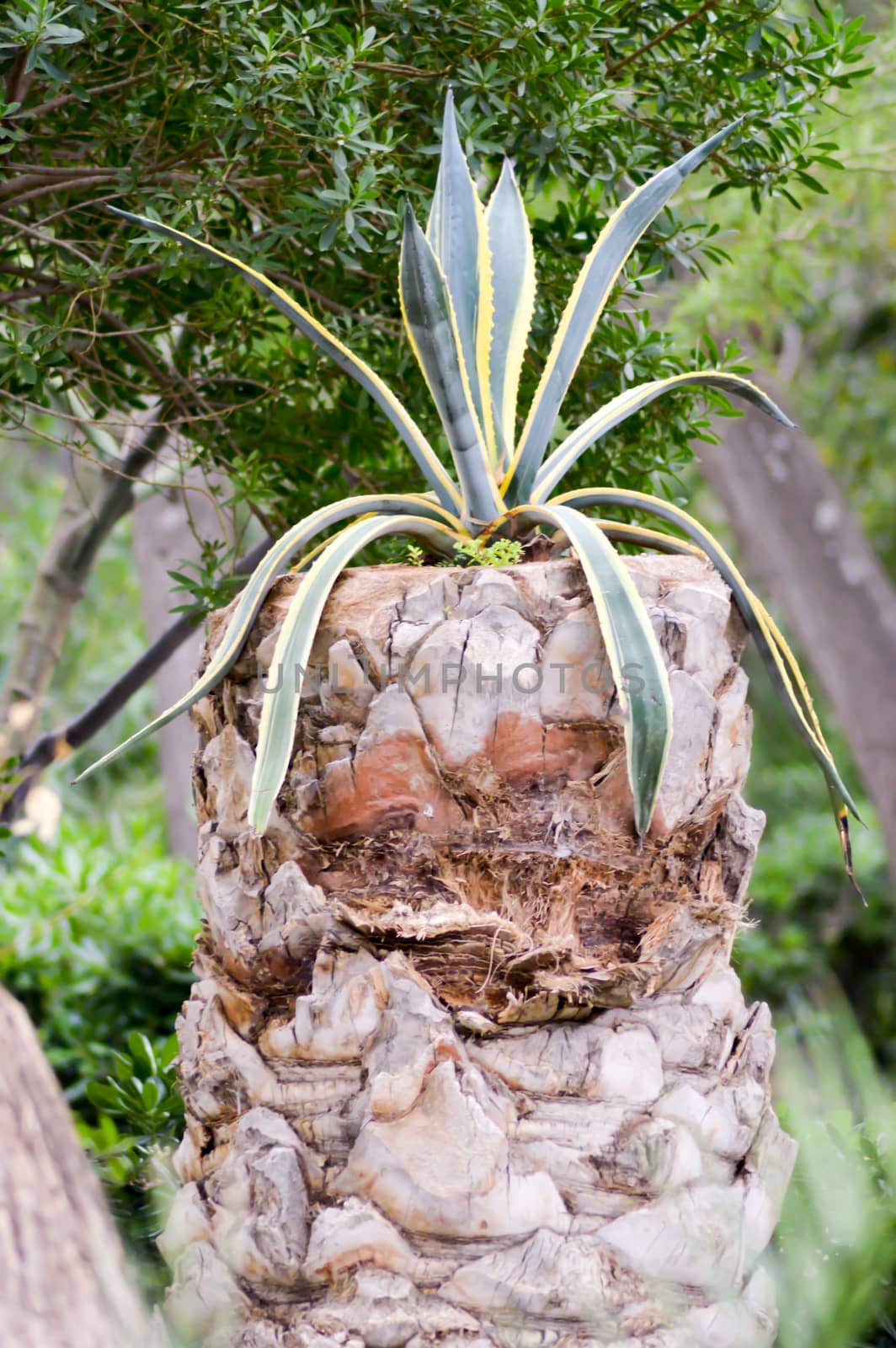Cactus that grows on an old trunk of palm tree in a garden of the island of Crete