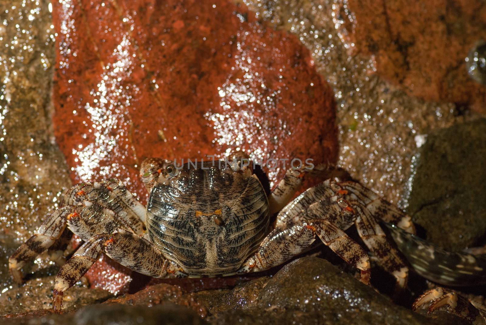 Wet sea crab on the stone at night.