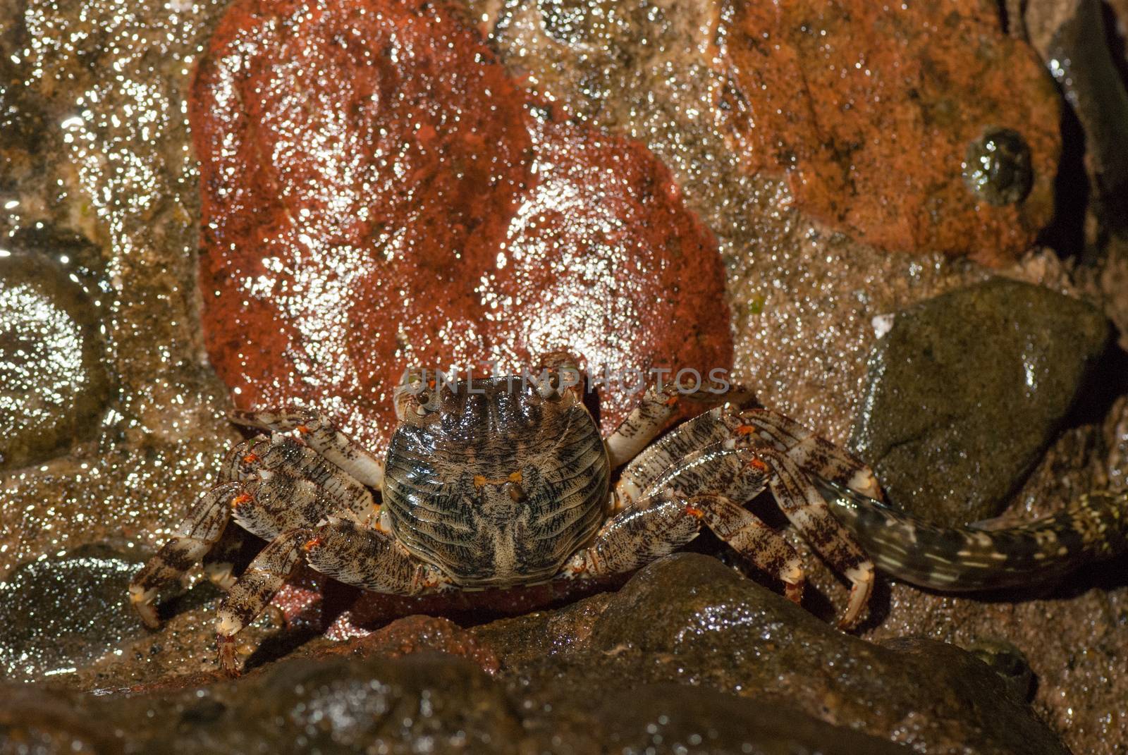 Wet sea crab on the stone at night.