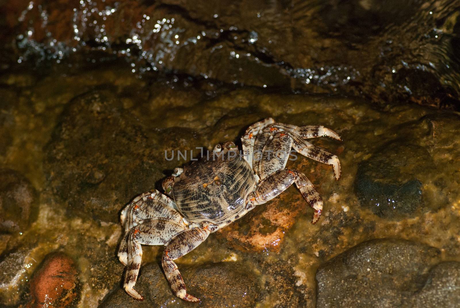 Wet sea crab on the stone at night.