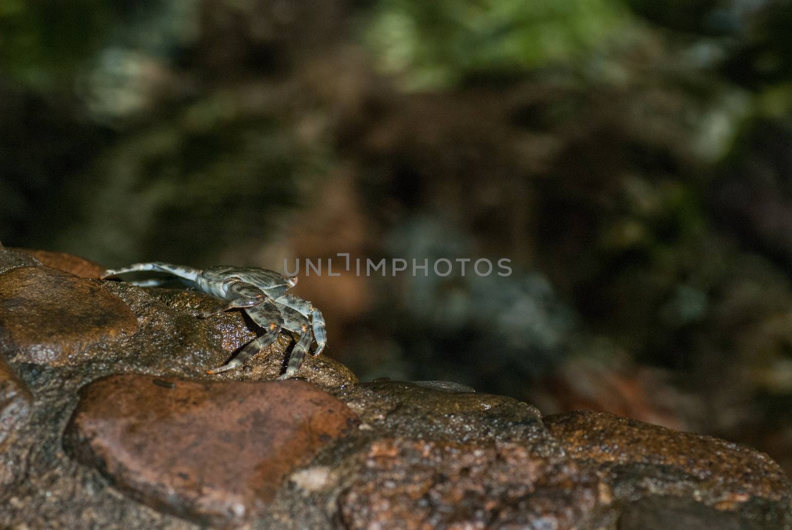 Wet sea crab on the stone at night.