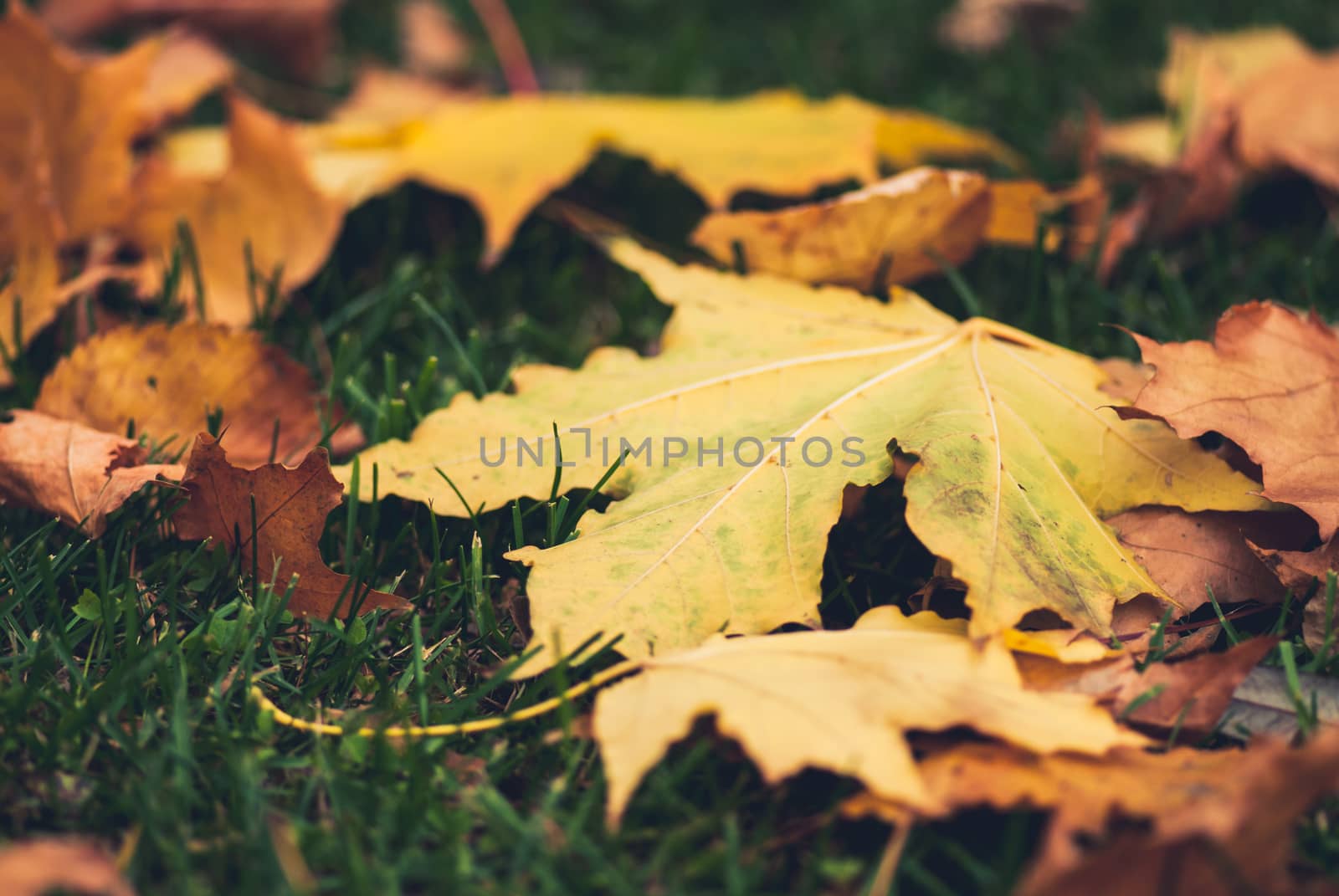 Yellow autumn Maple leaves on green grass.