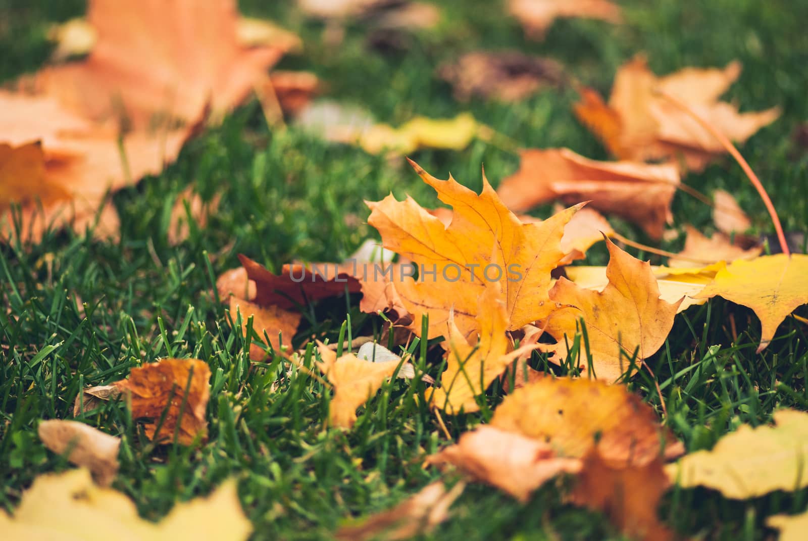 Yellow autumn Maple leaves on green grass.