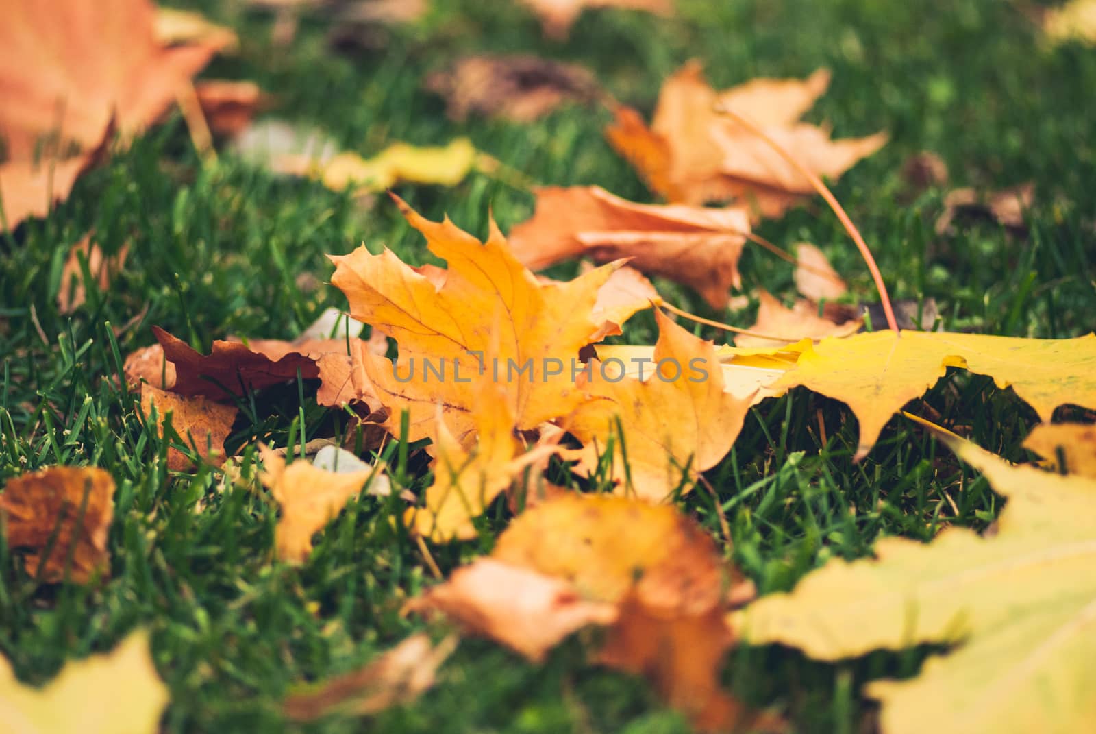 Yellow autumn Maple leaves on green grass.