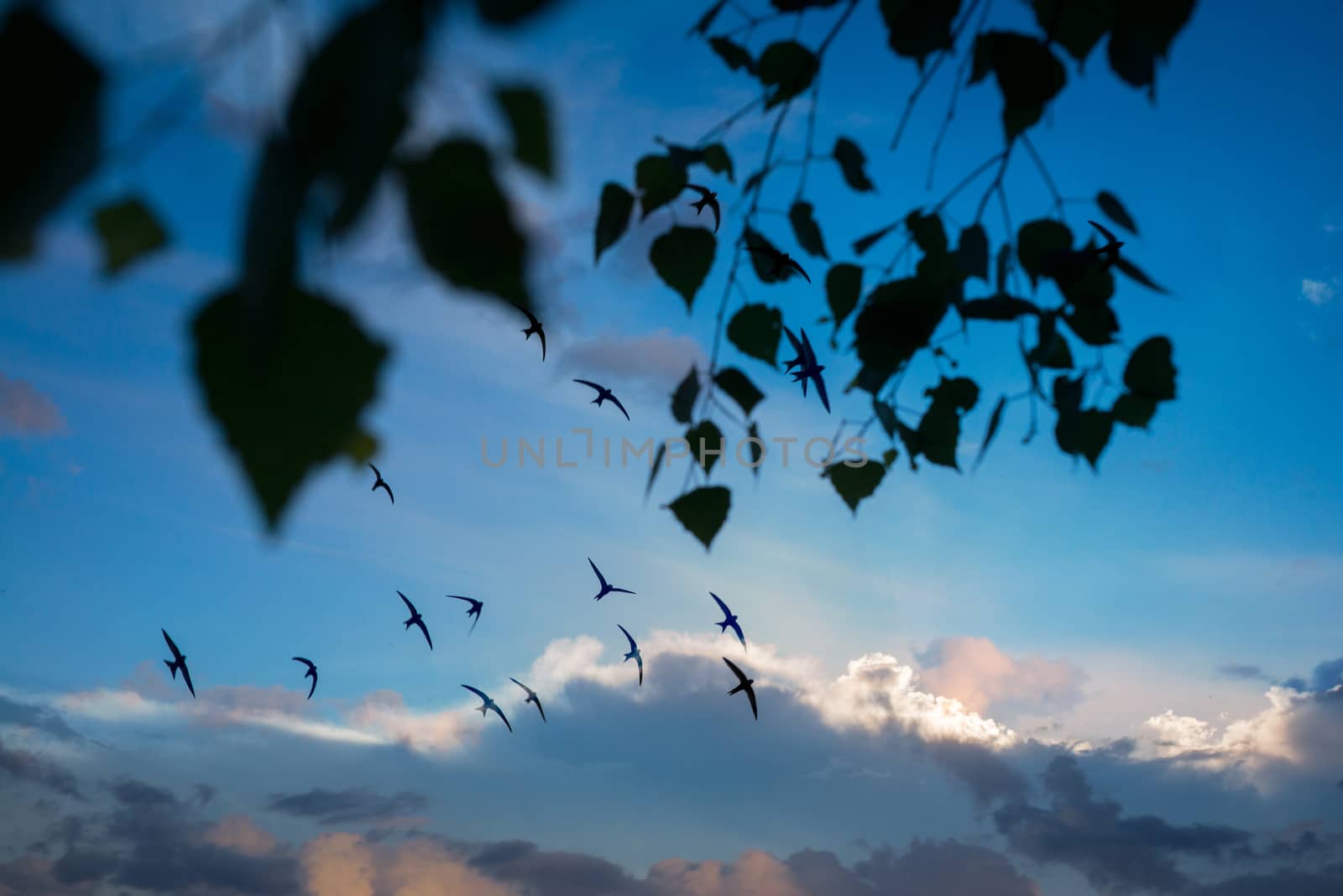 Flock of birds flying across a fiery sunset sky through tree branches. Summer autumn scene. Horizontal picture by skrotov