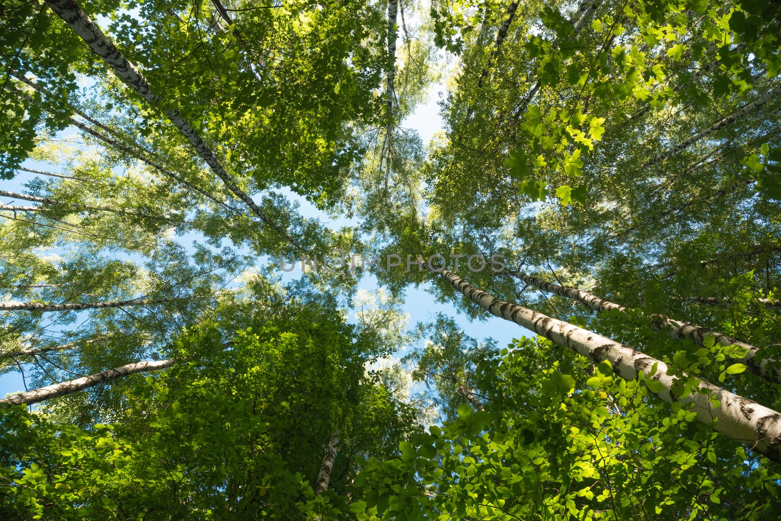 Looking up in Forest - Green Tree branches nature abstract by skrotov