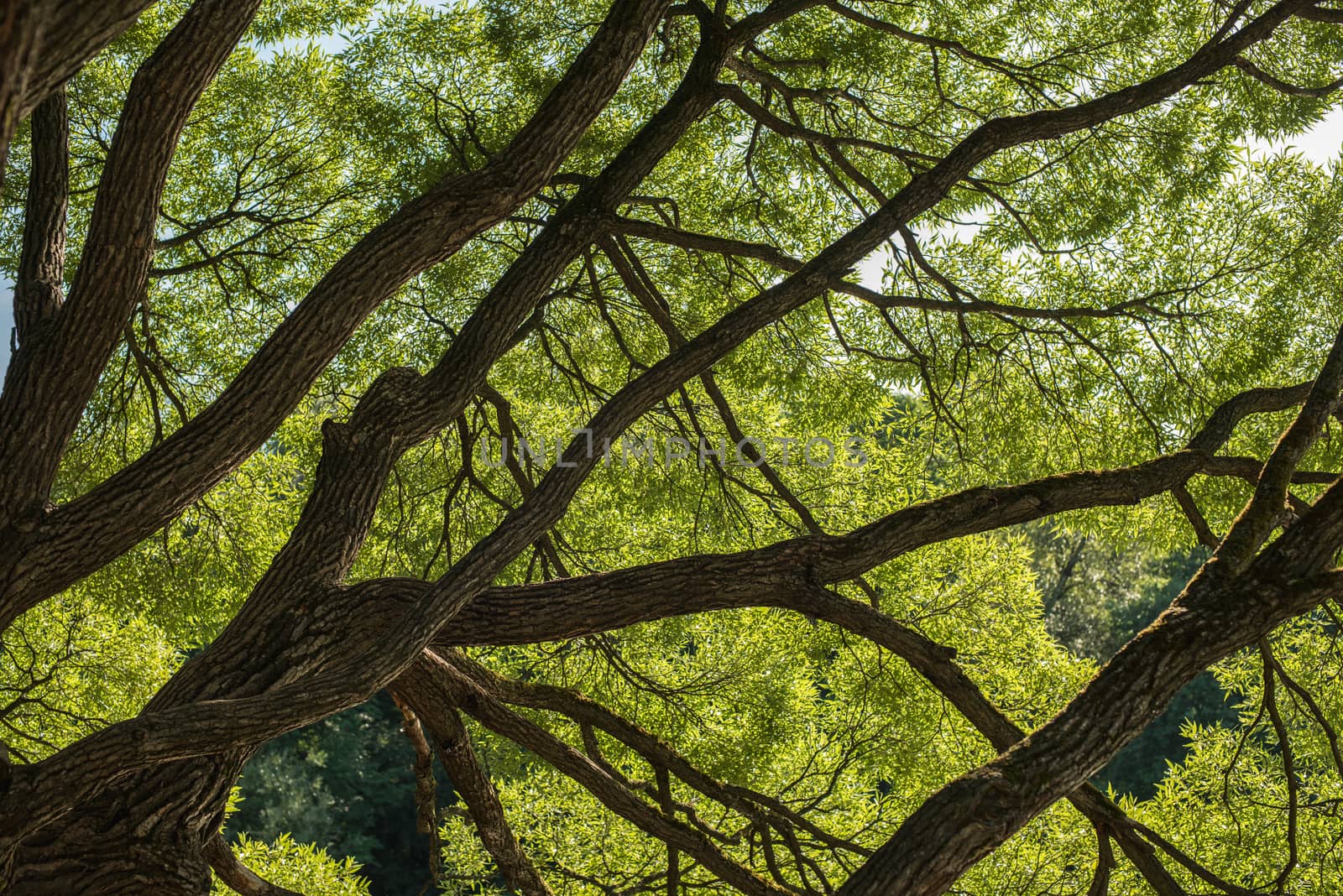 Looking up in Forest - Green Tree branches nature abstract background.