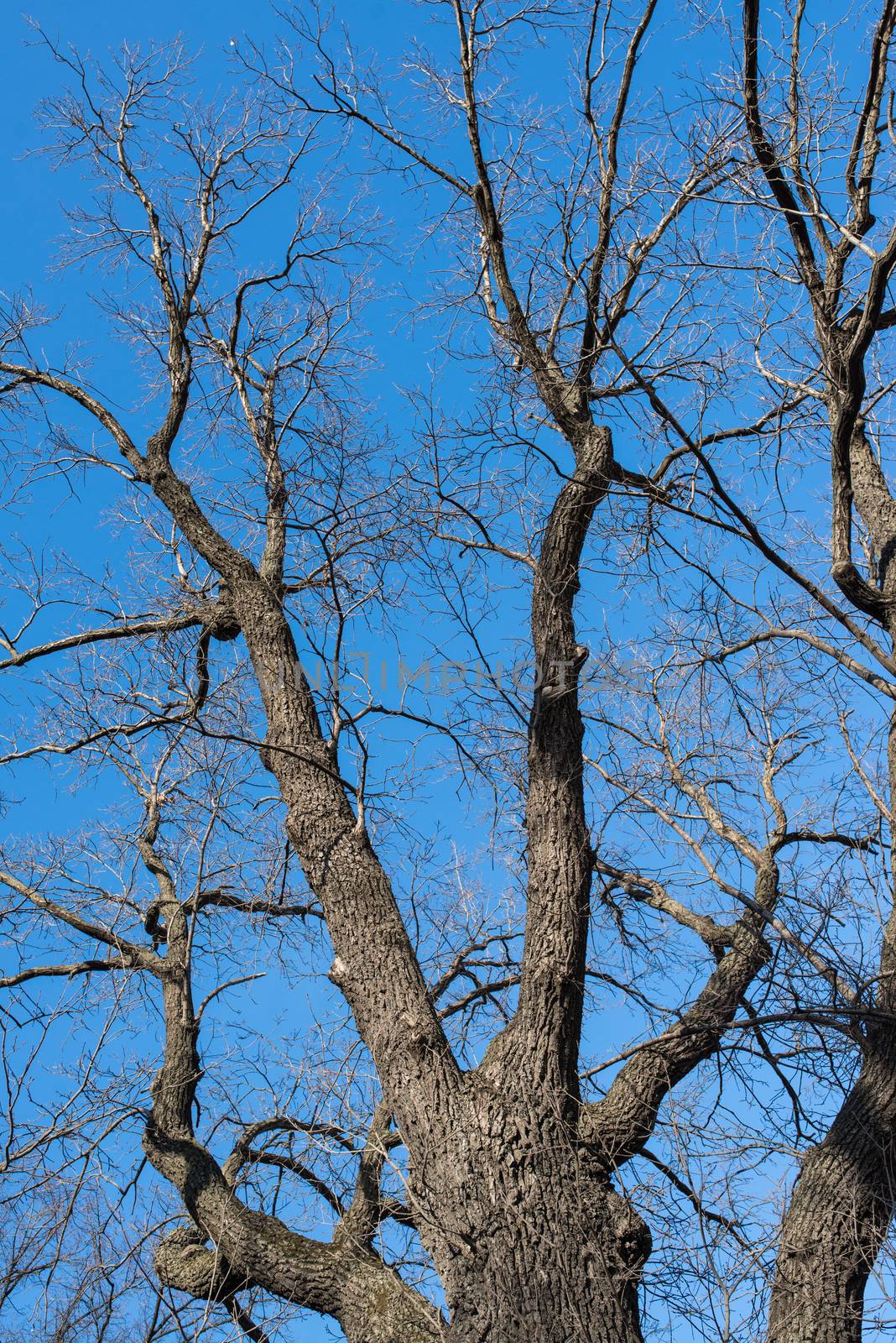 naked tree branches against the blue sky. Look up by skrotov