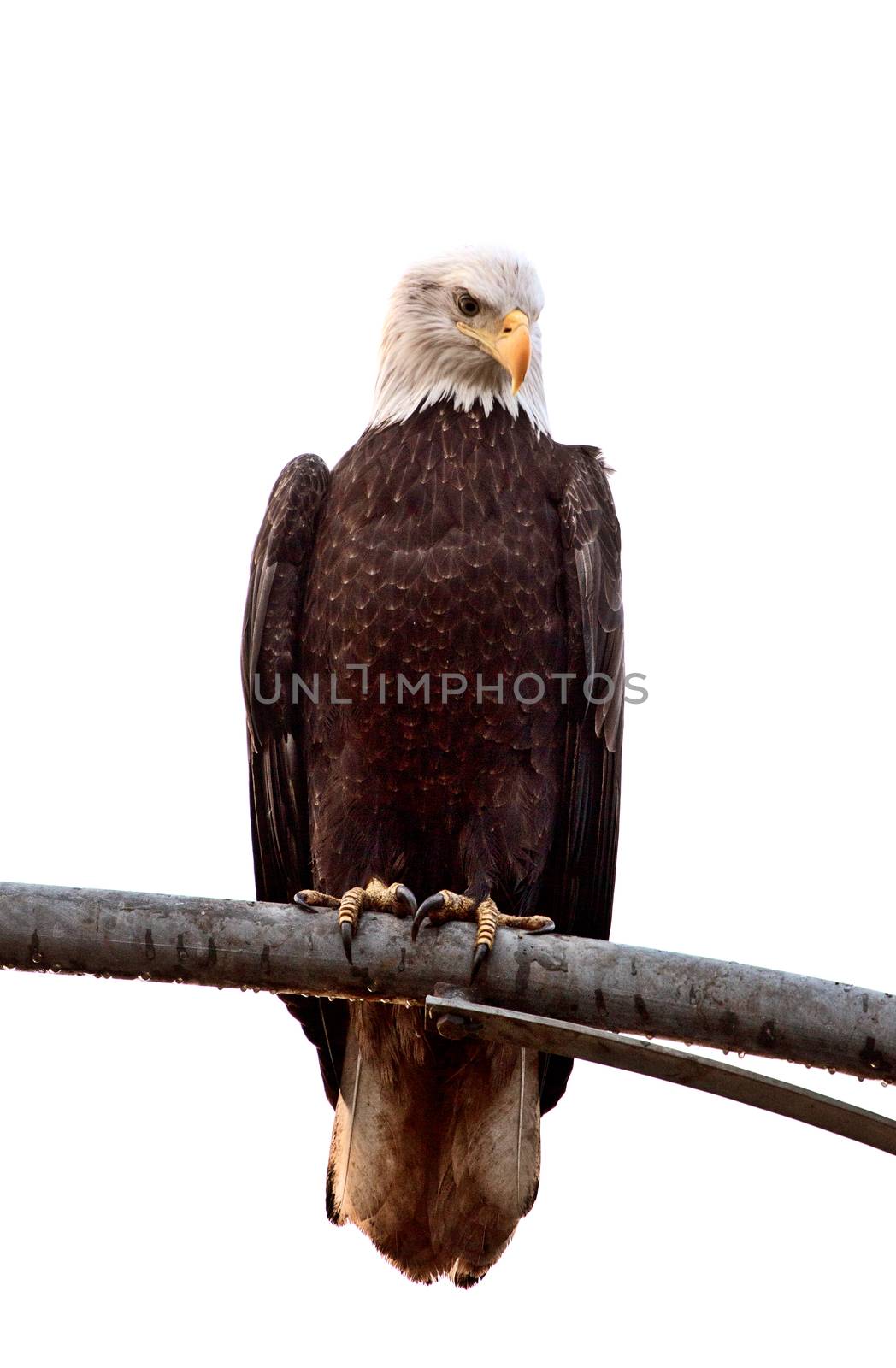 Bald Eagle British Columbia gathering place Ladner Richmond