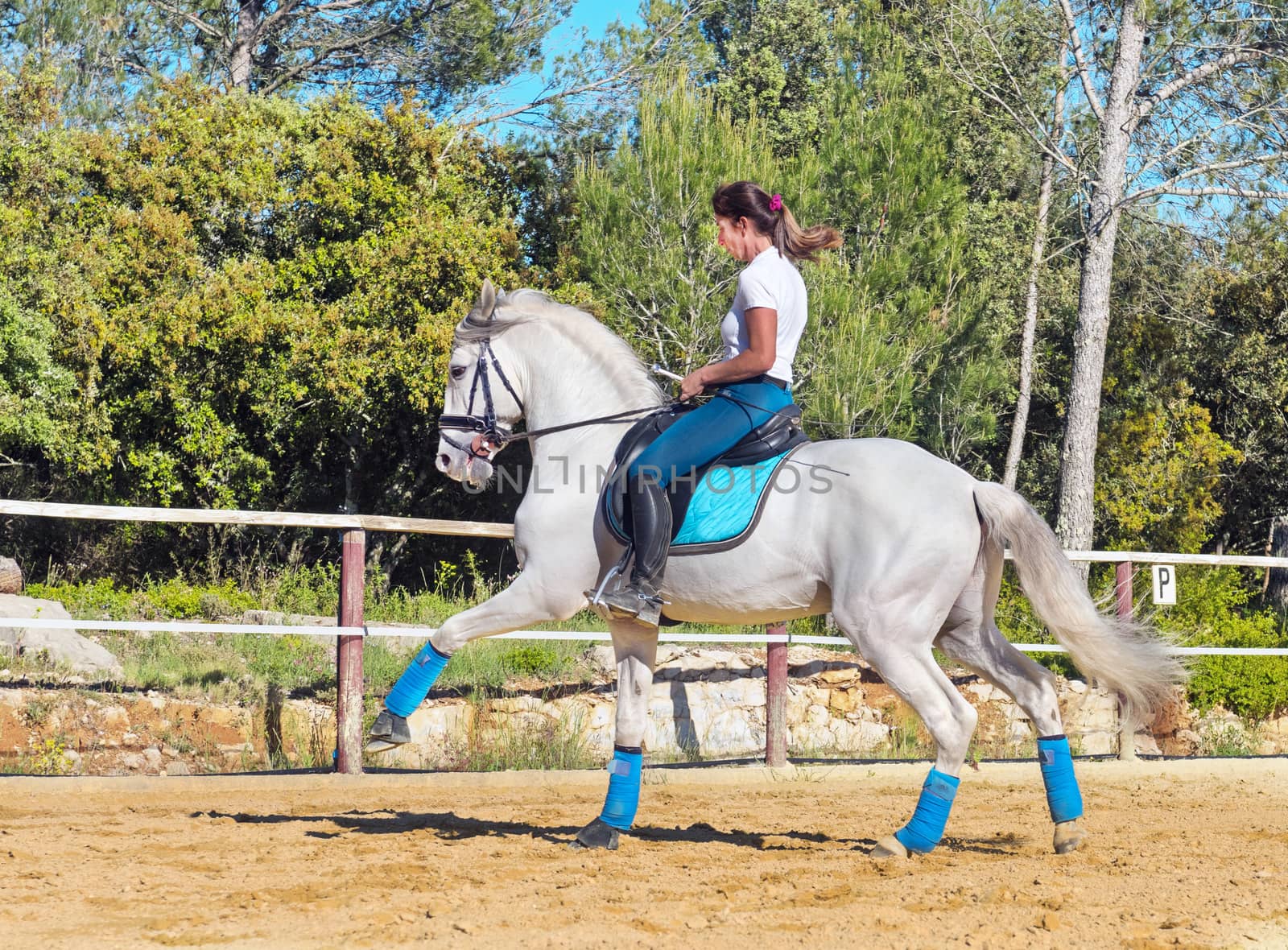 riding woman on a white stallion training in dressage