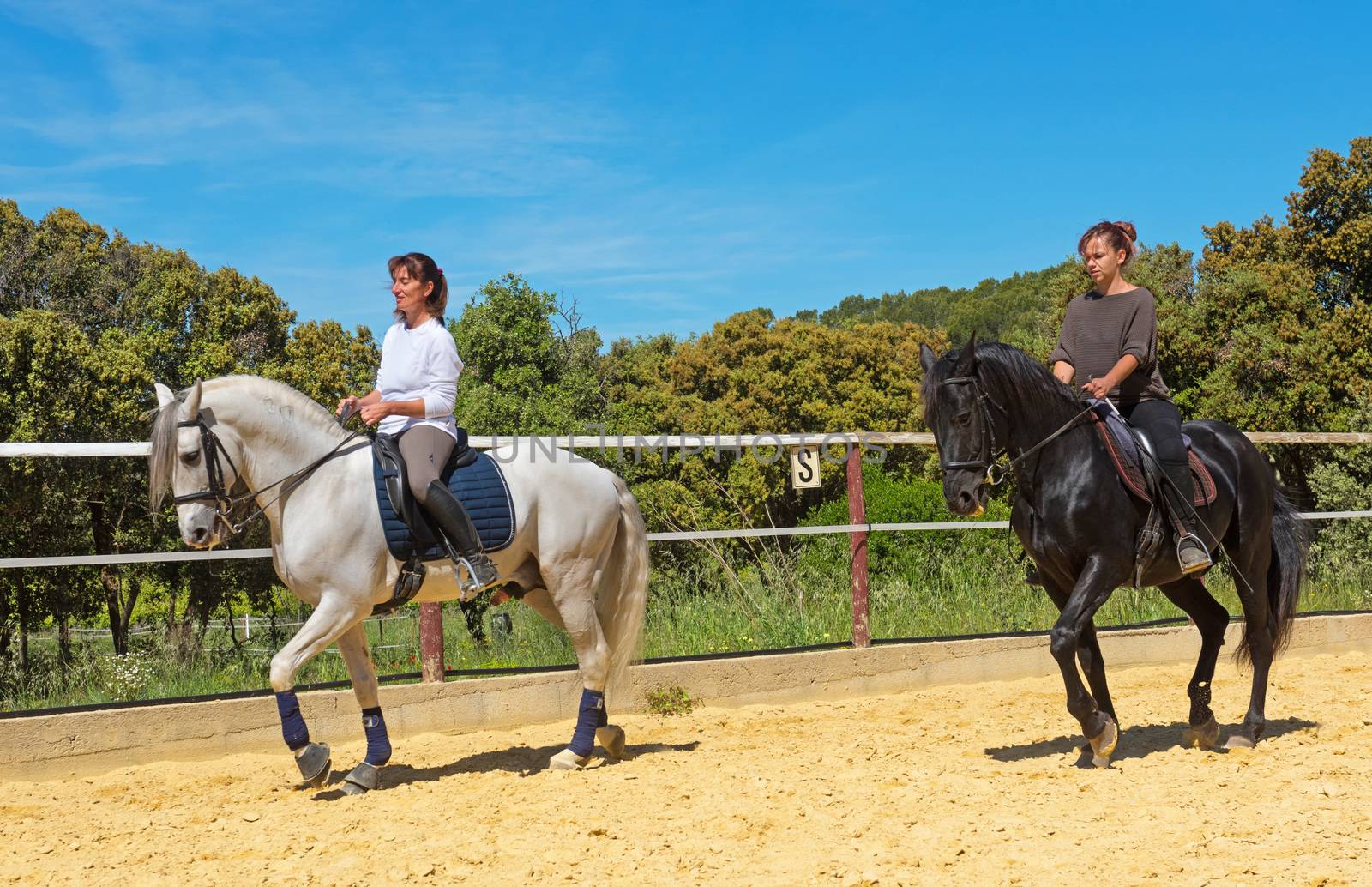 riding woman on a white stallion training in dressage