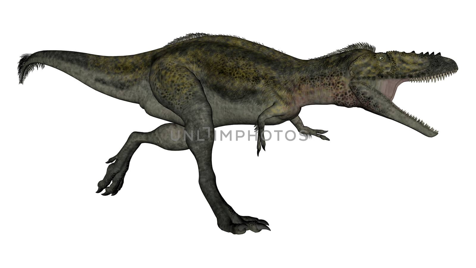 Alioramus dinosaur running and roaring isolated in white background - 3D render