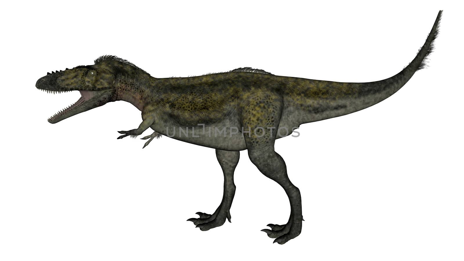 Alioramus dinosaur walking and roaring isolated in white background - 3D render