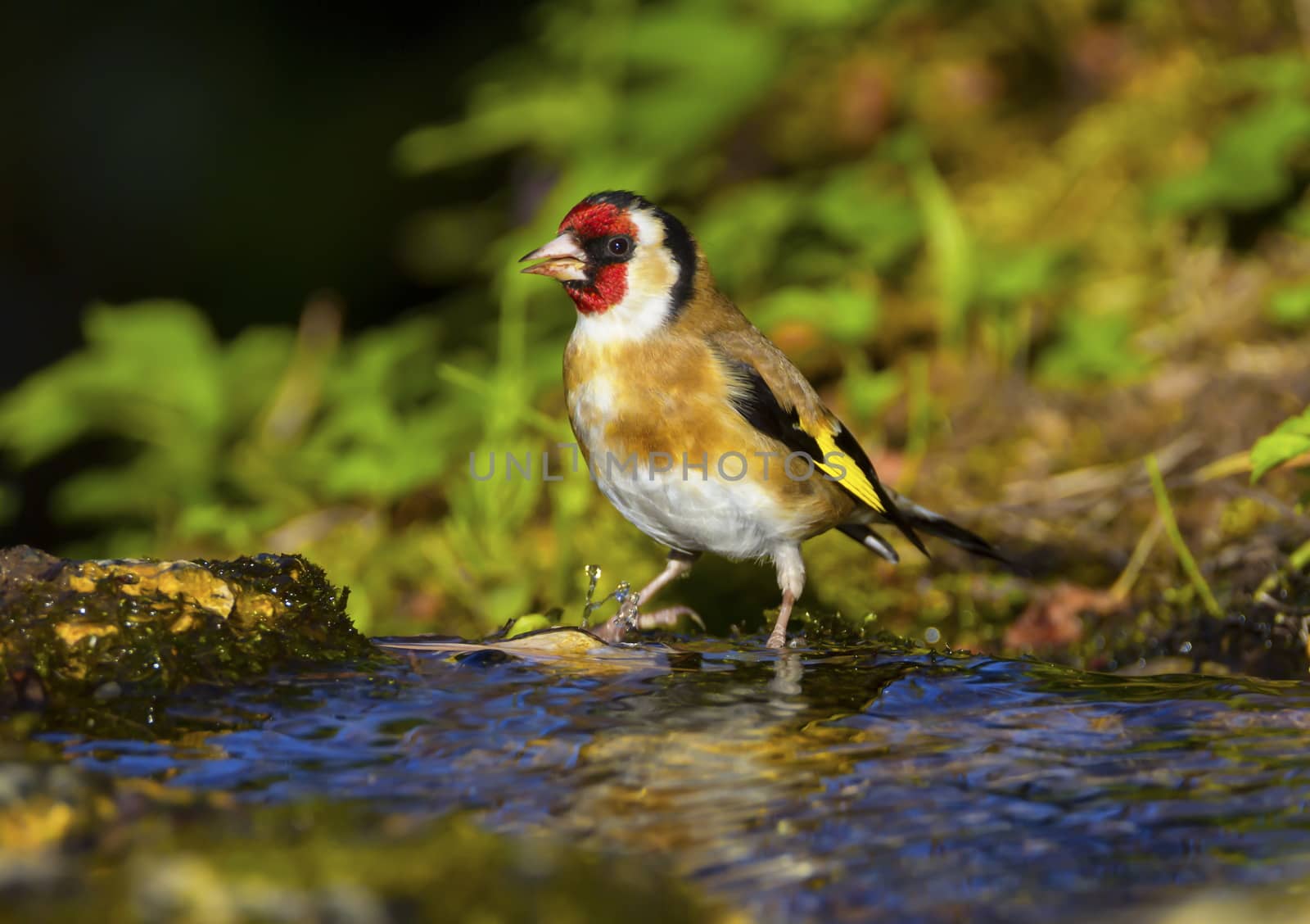European goldfinch, carduelis carduelis, in the water