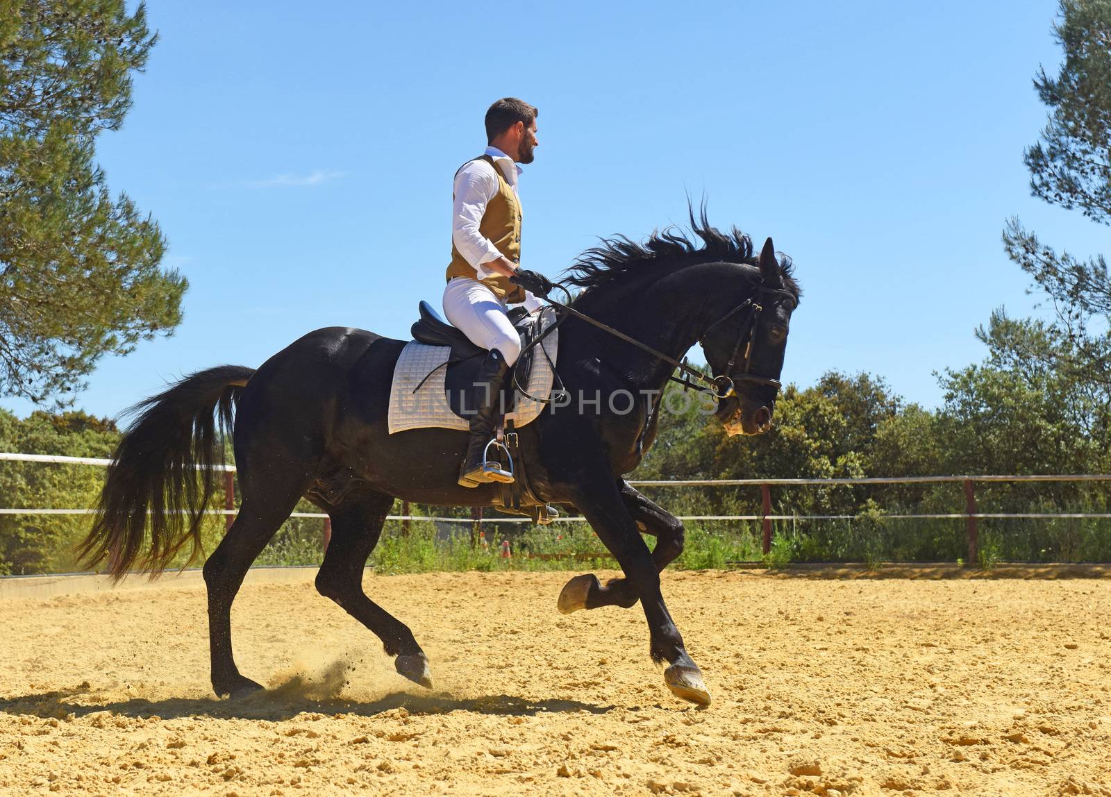 riding man and his stallion in a training of dressage
