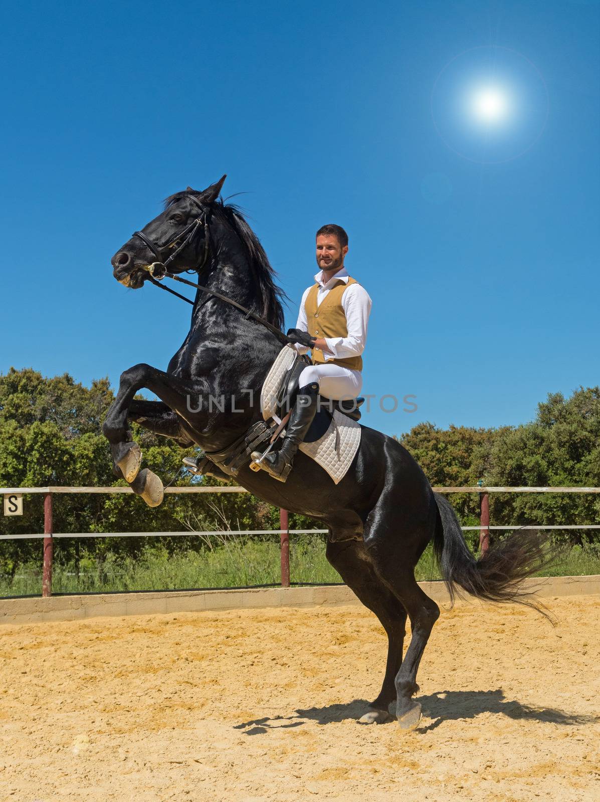 trianing of dressage for a riding man and stallion 