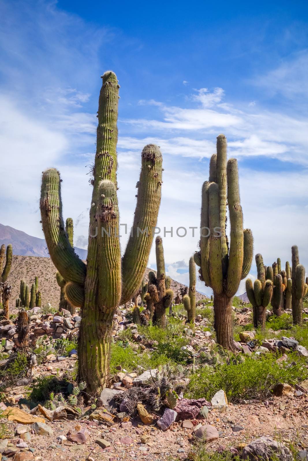 giant cactus in the desert, Argentina by daboost