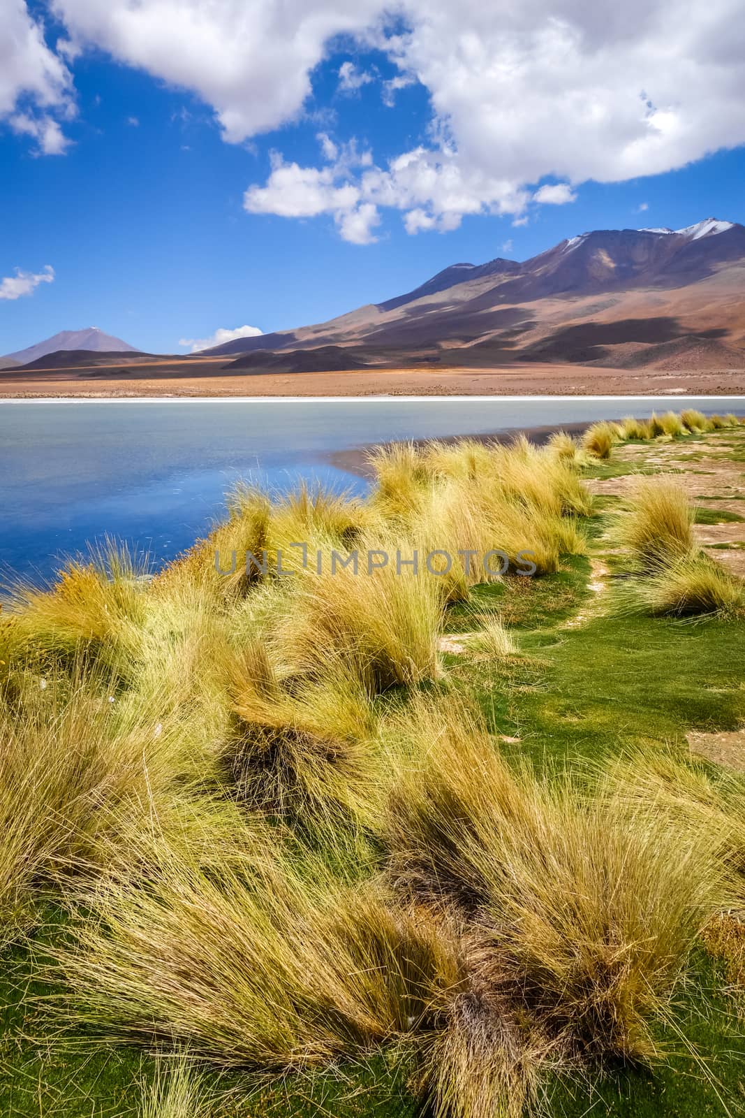 Altiplano laguna in sud Lipez reserva, Bolivia by daboost