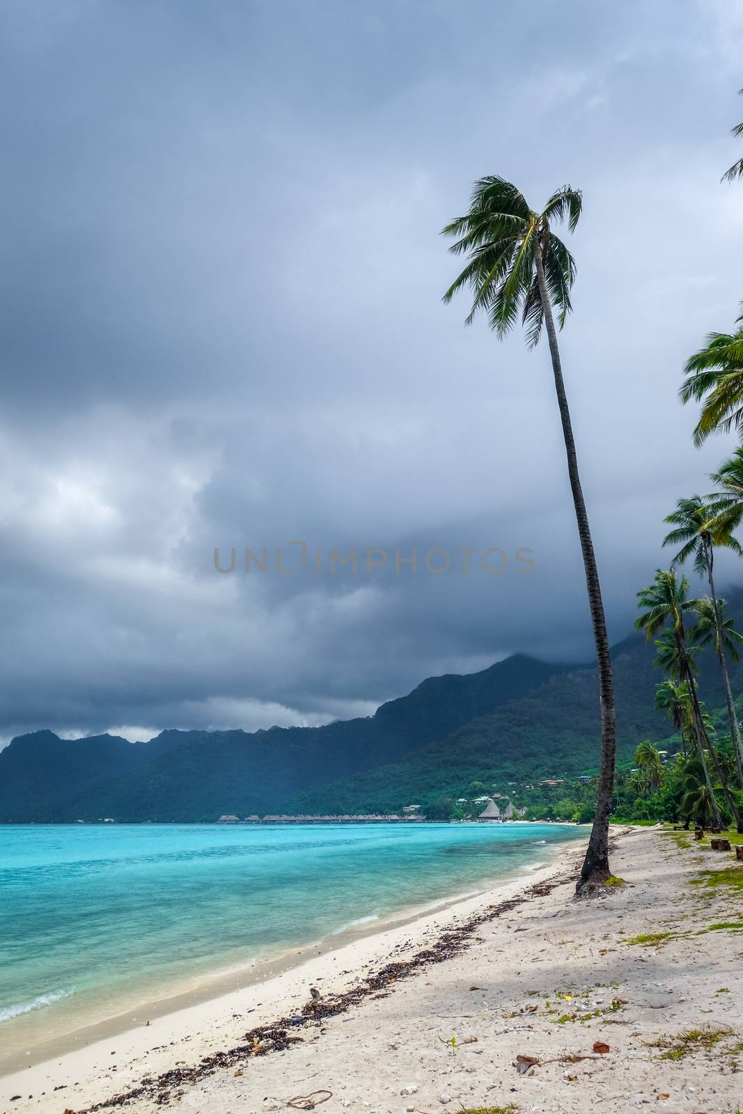 Palm trees on Temae Beach in Moorea island. French Polynesia
