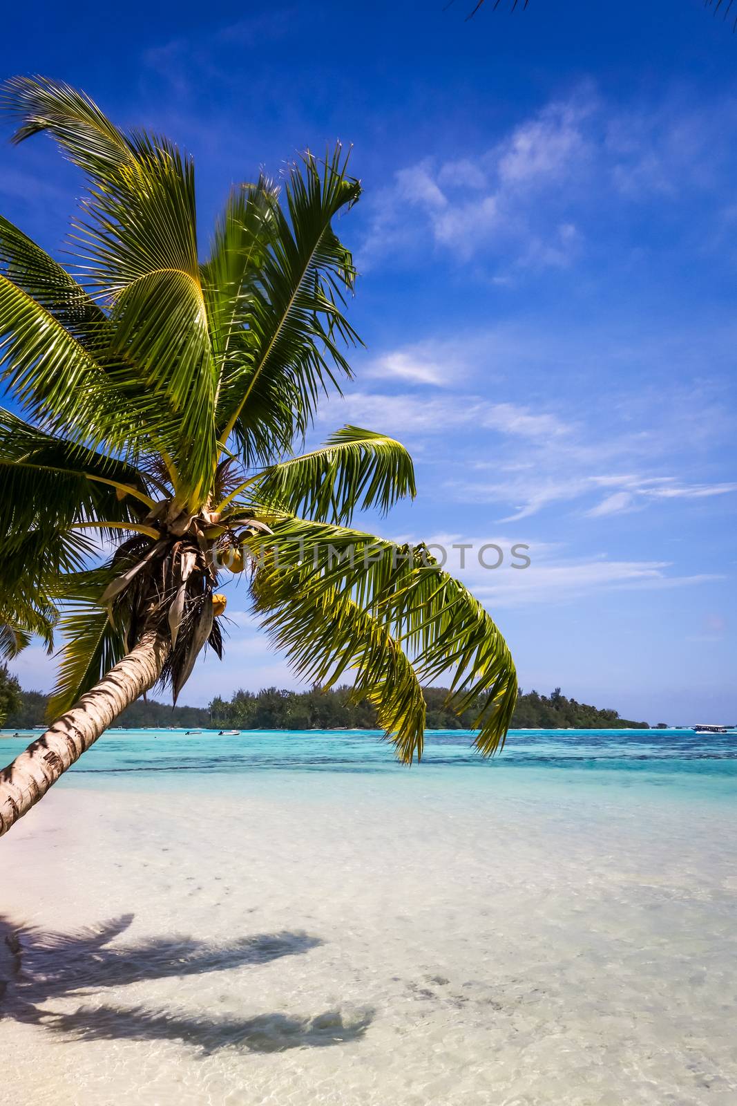 Paradise tropical beach and lagoon in Moorea Island. French Polynesia