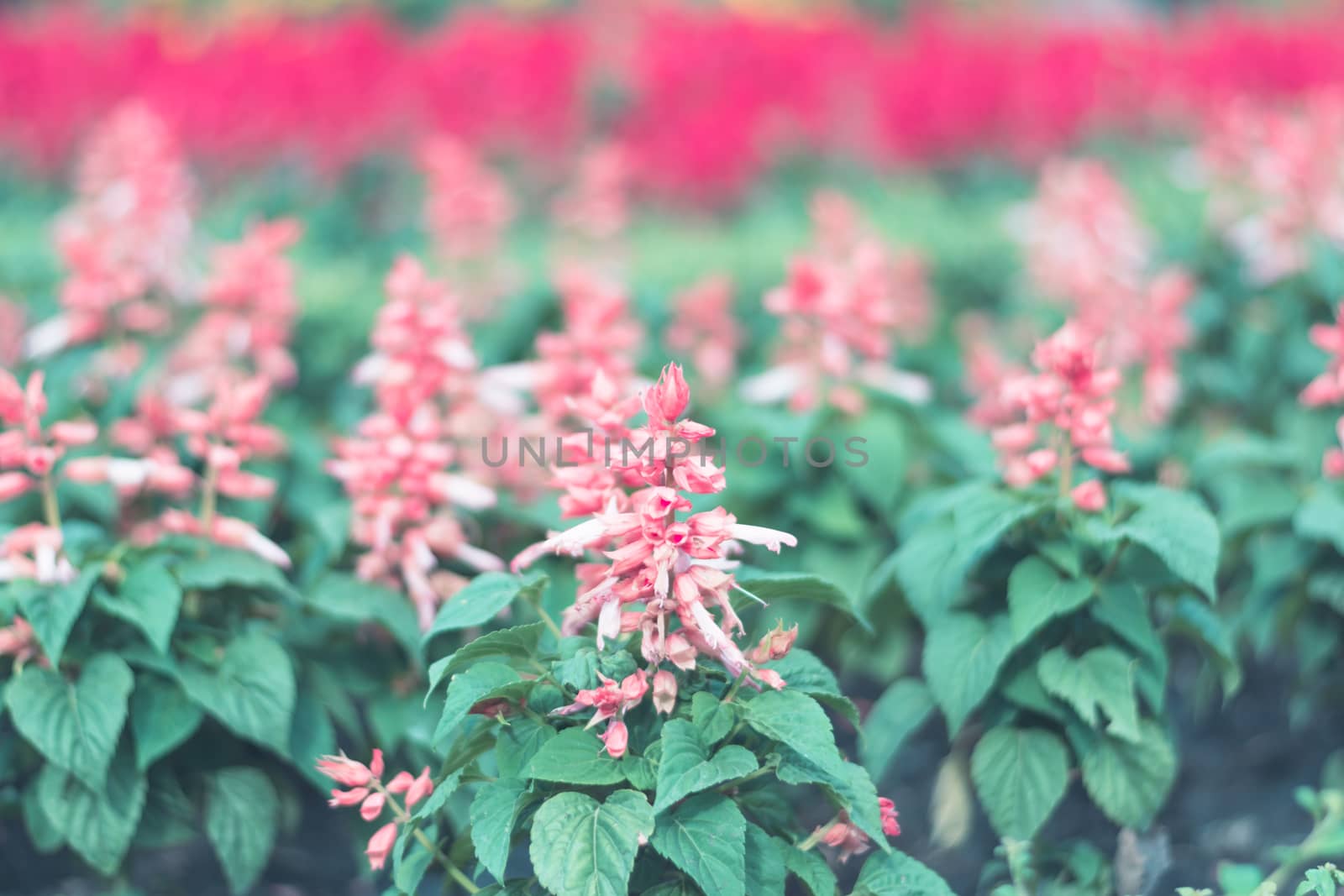 Selective focus colorful flowers for background