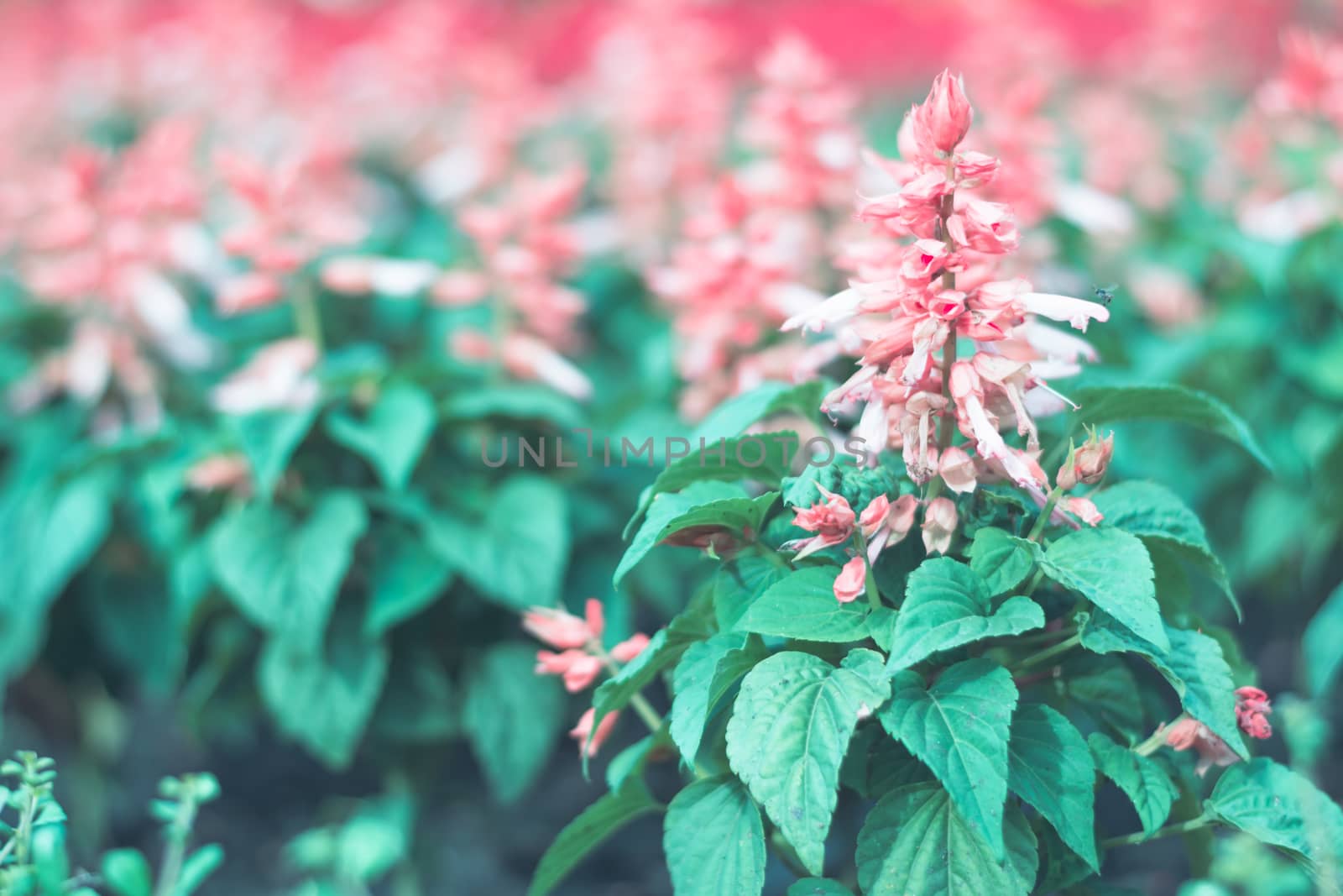 Selective focus colorful flowers for background