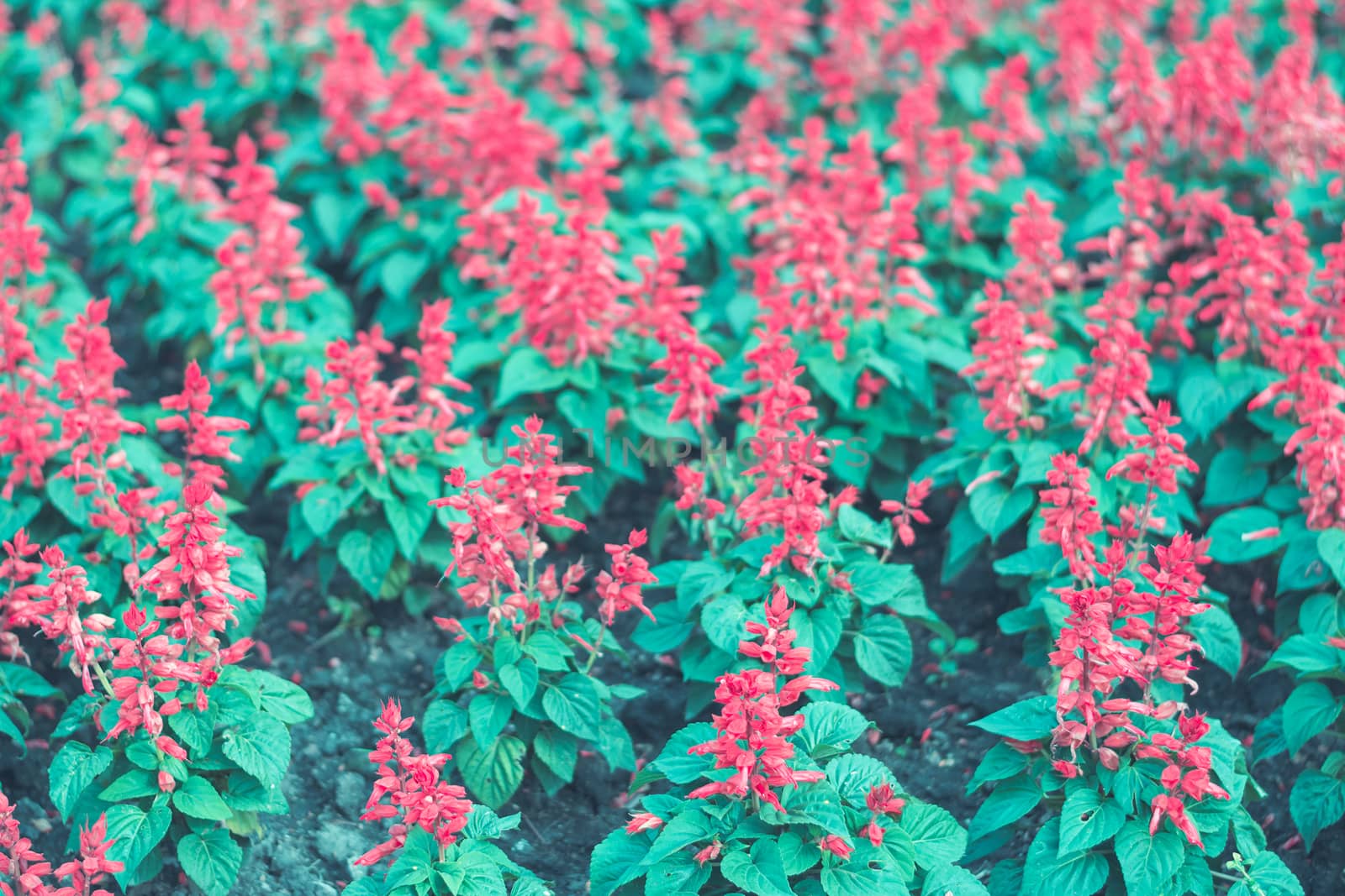  Colorful flowers for background . by ahimaone