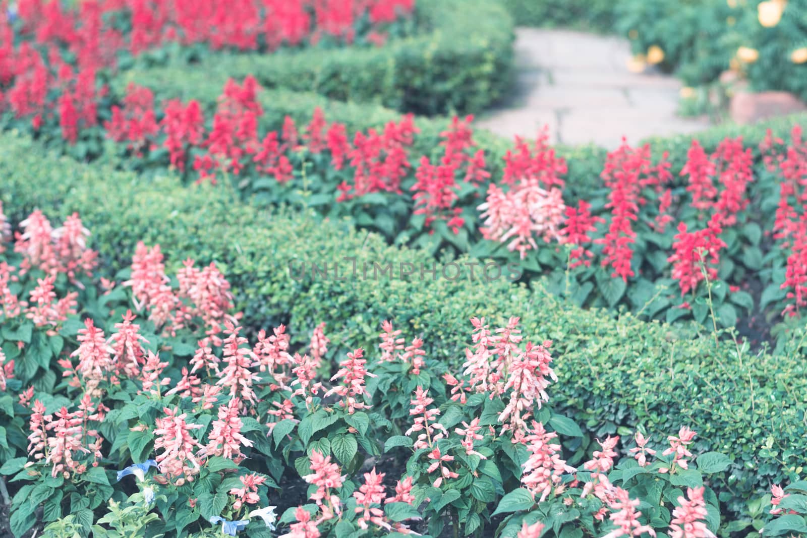 Selective focus colorful flowers for background