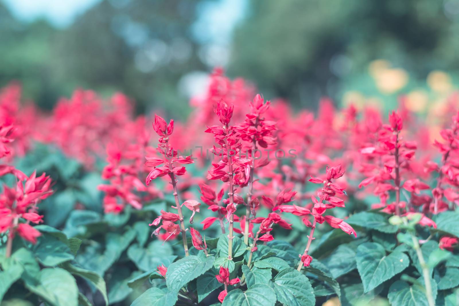 Selective focus colorful flowers for background