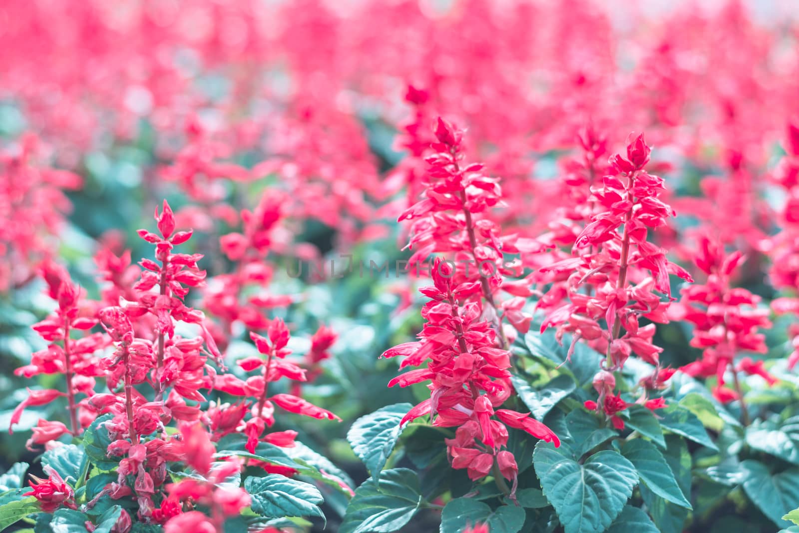 Selective focus colorful flowers for background