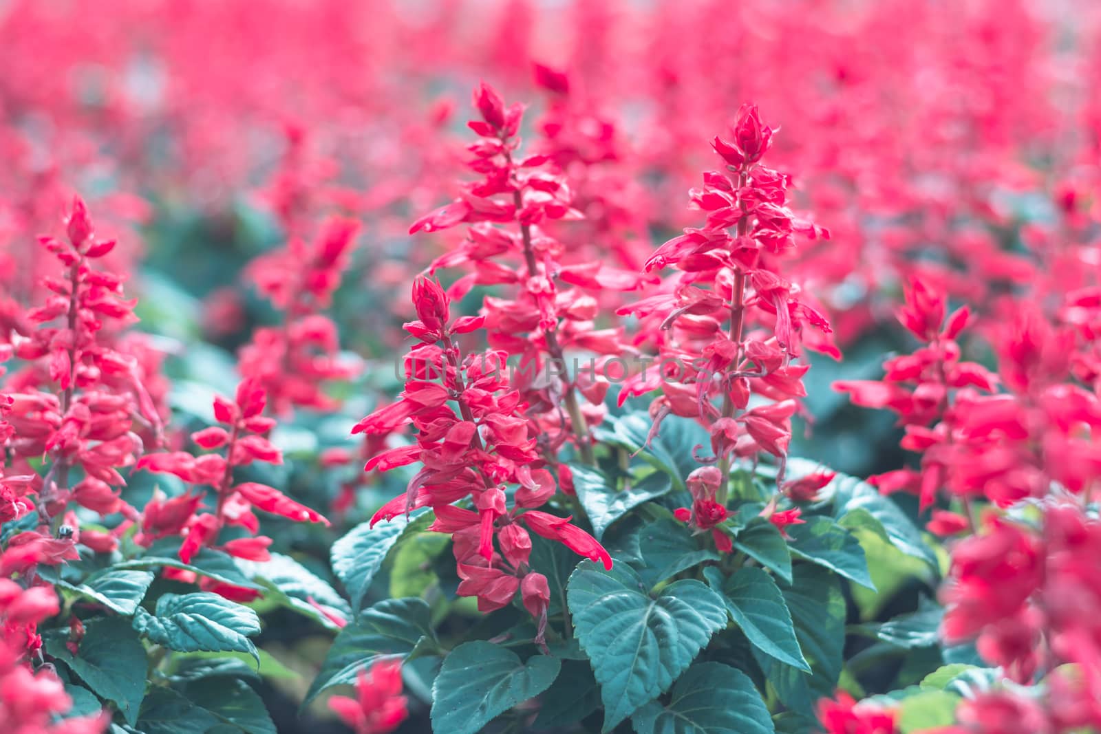 Selective focus colorful flowers for background