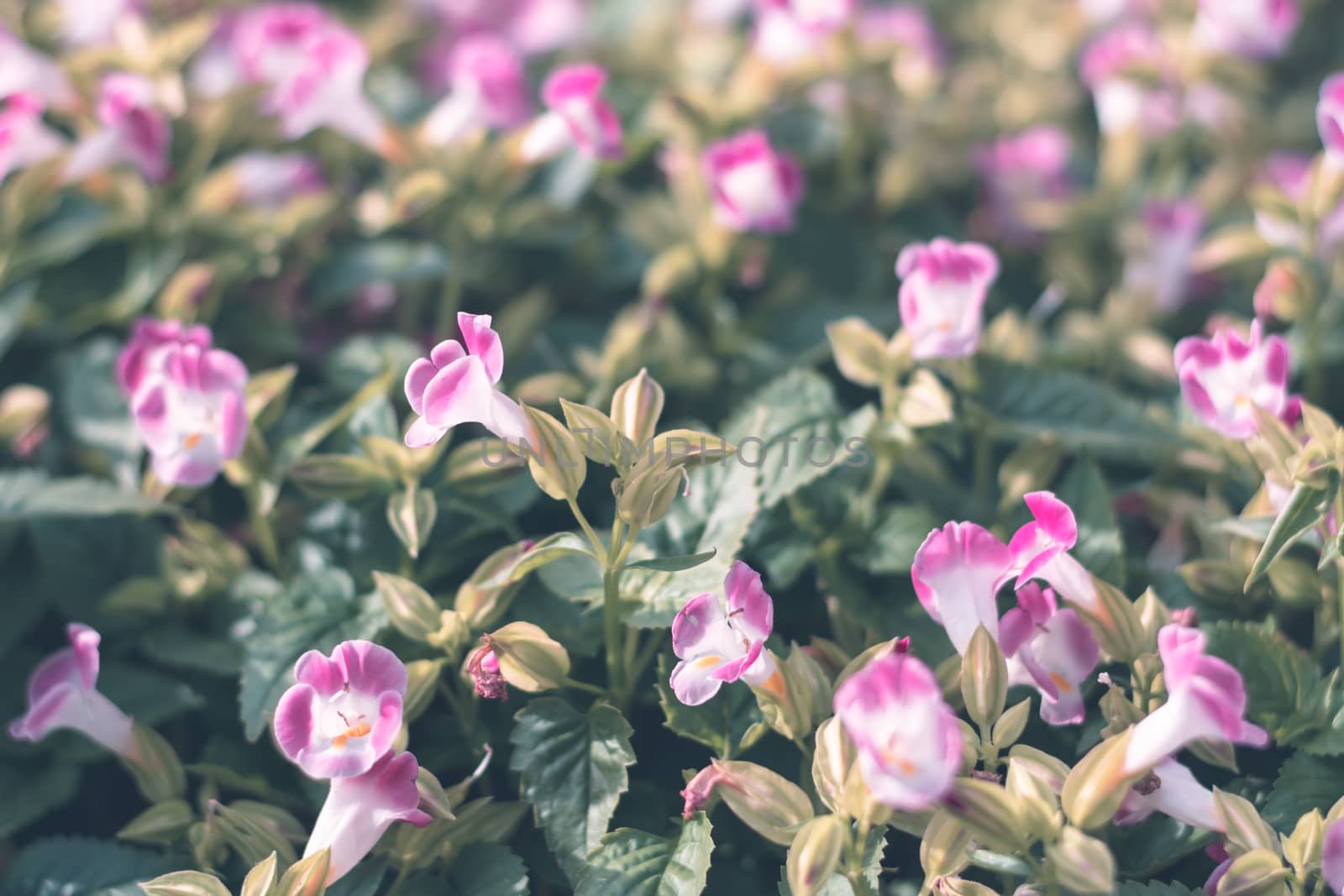 Selective focus colorful flowers for background